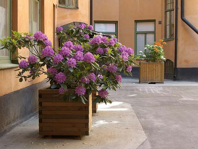 Rhododendron