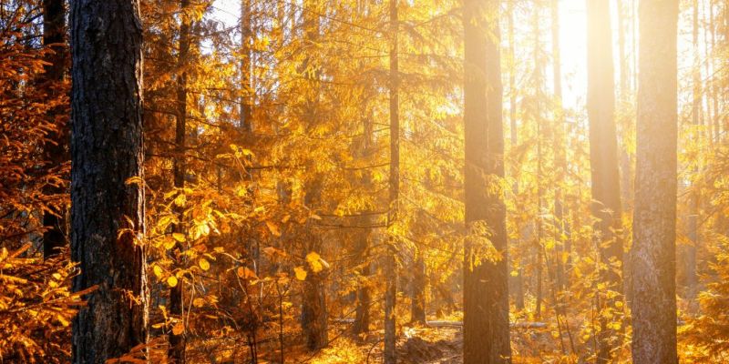 Nyhetsbrev med viktig information