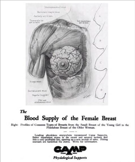 Scan of a 1933 advertisement by S.H. Camp and Company, which depicts an illustrated breast. Bra cups