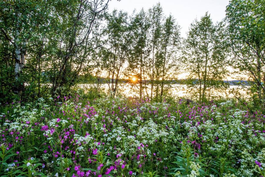 Midsummer in northern Sweden Midsummer in northern Sweden