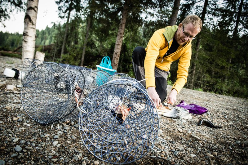 Crayfishing, Skelleftea