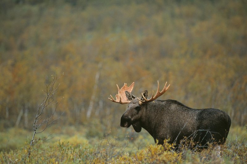 Moose