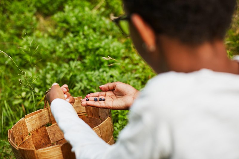 Picking blueberries