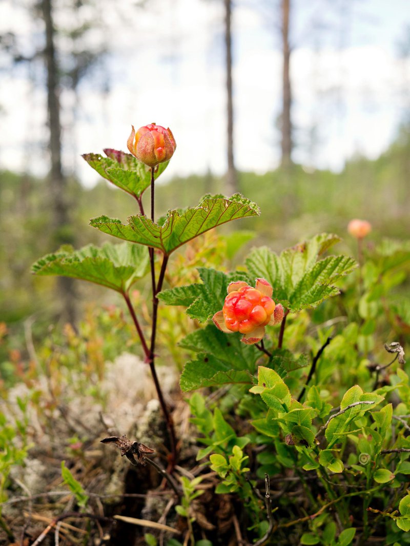 Cloudberries