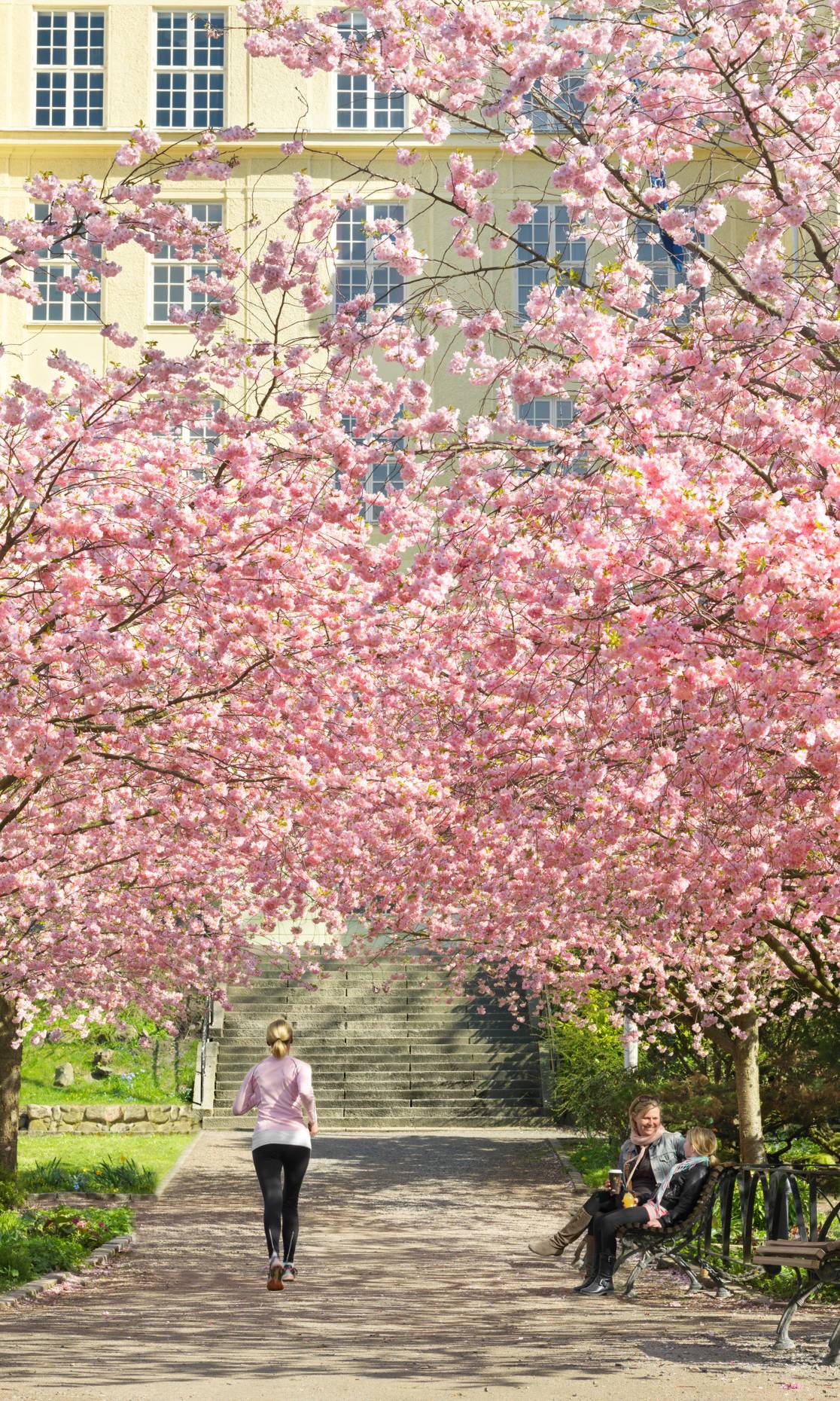 Une femme fait son jogging et deux femmes sont assises sur un banc dans un parc où fleurissent les cerisiers.