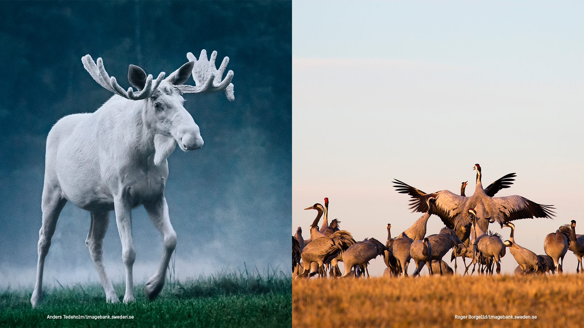 Een split-image van de Zweedse seizoensgebonden natuur. Links loopt een zeldzame witte eland door mistig herfstgrasland met een hoog gewei. Rechts verzamelt zich een zwerm kraanvogels in een veld bij zonsopgang, waarbij twee vogels dramatisch hun vleugels spreiden.