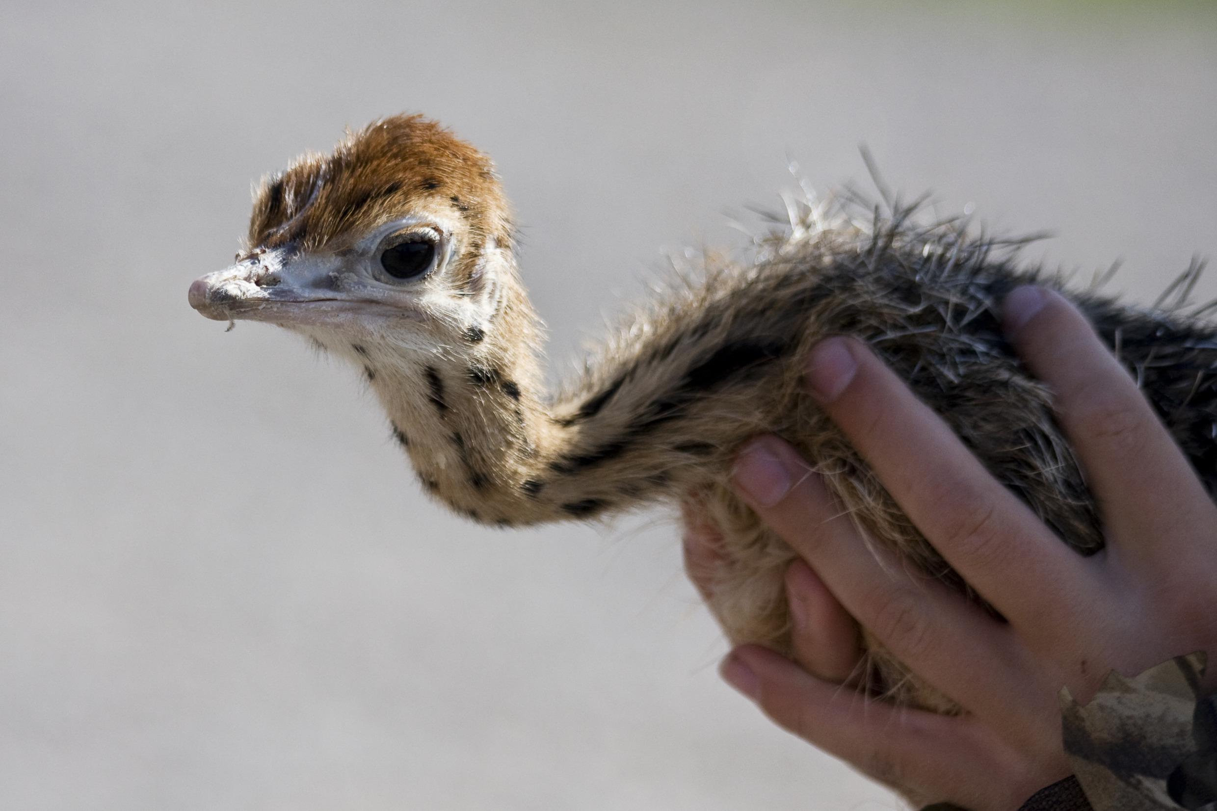 De struisvogelboerderij van Vikbolands Struts, Norrköping