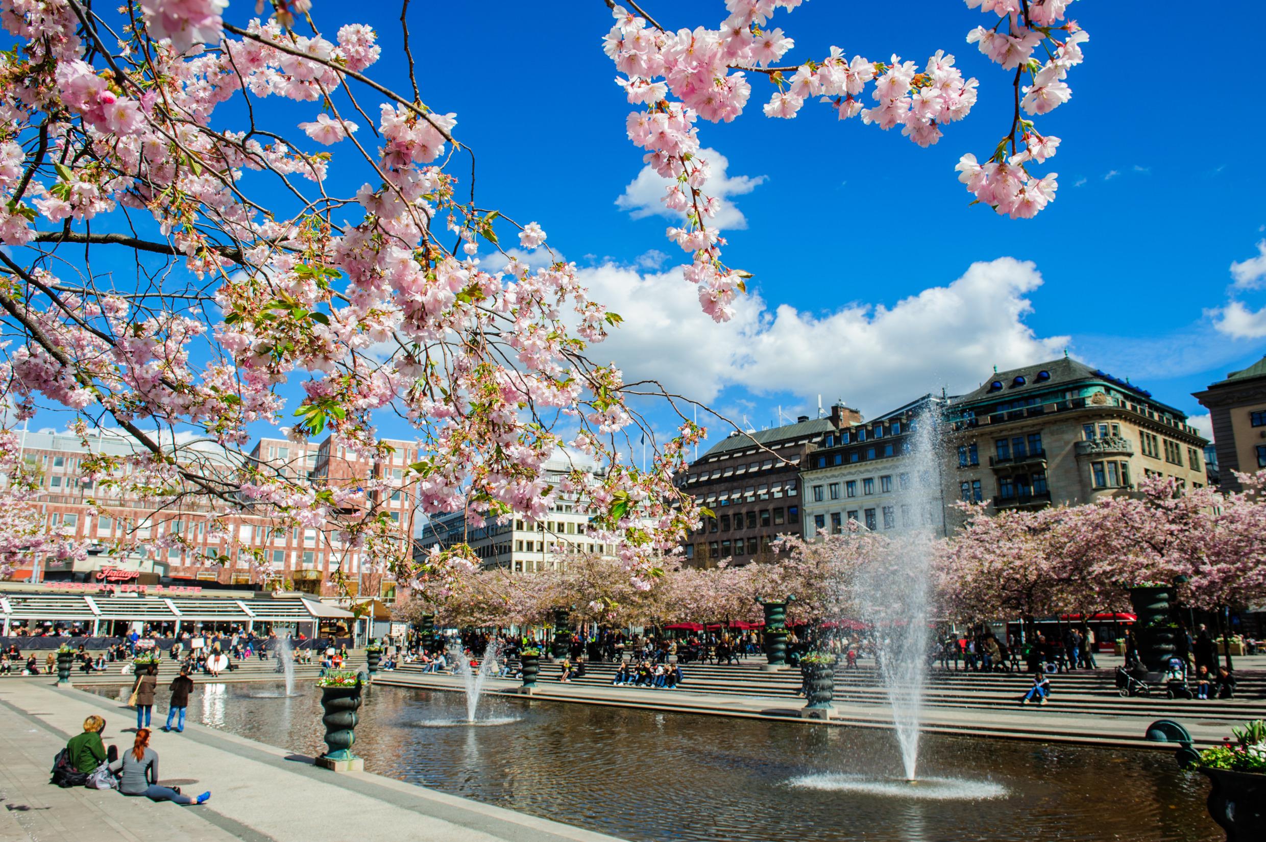 Mensen in Kungsträdgården in het centrum van Stockholm lopen of zitten onder de kersenbloesems rond een grote waterfontein.