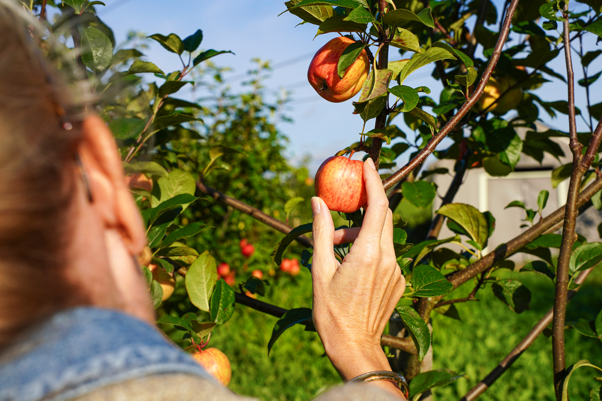 A woman picking apples on a sunny day.