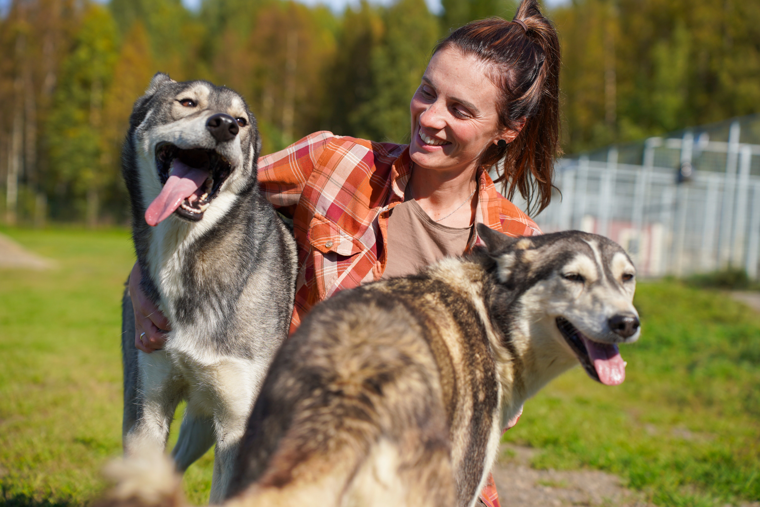 A woman smiles while petting two huskies.