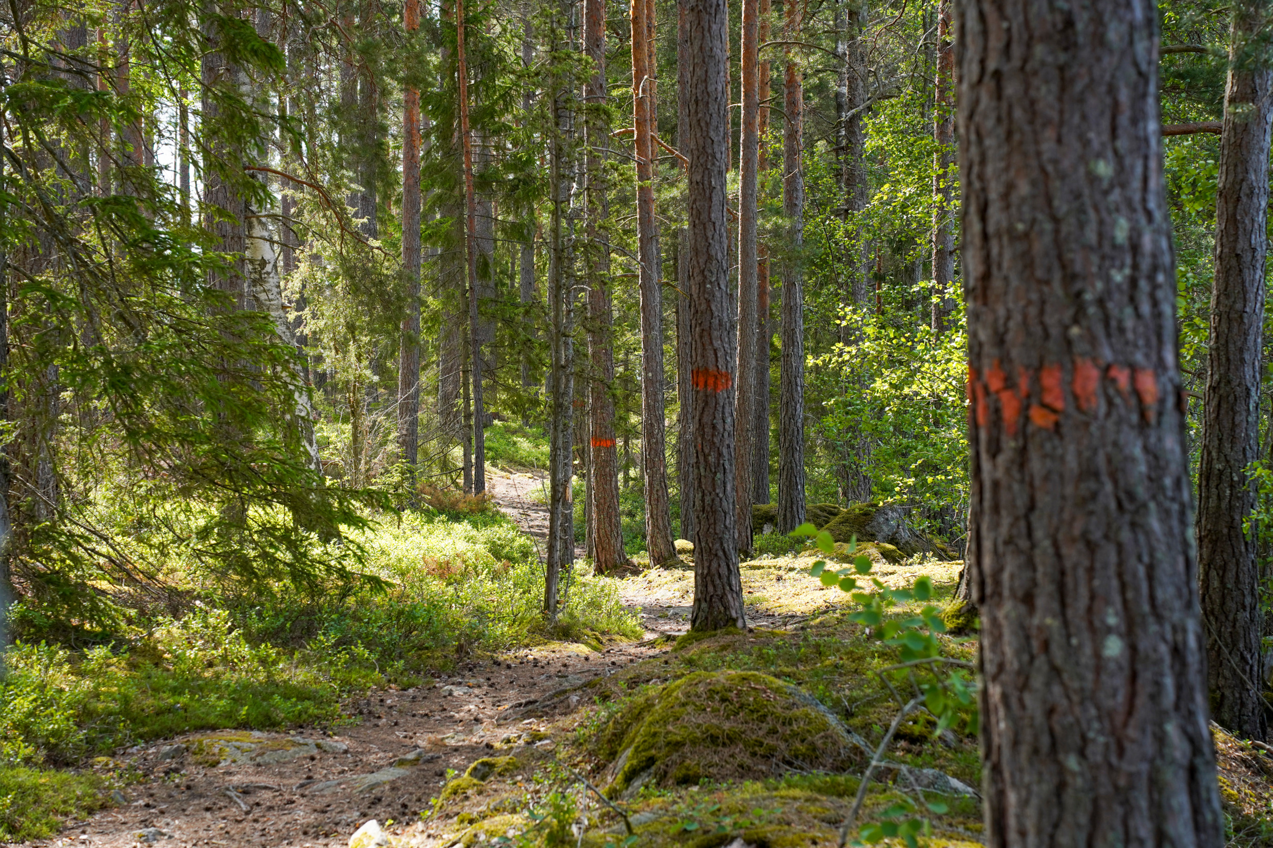 Ein Wanderweg im Wald, auf dem die Bäume mit orangefarbenen Markierungen versehen sind, um den Weg des Sörmlandsleden zu weisen.