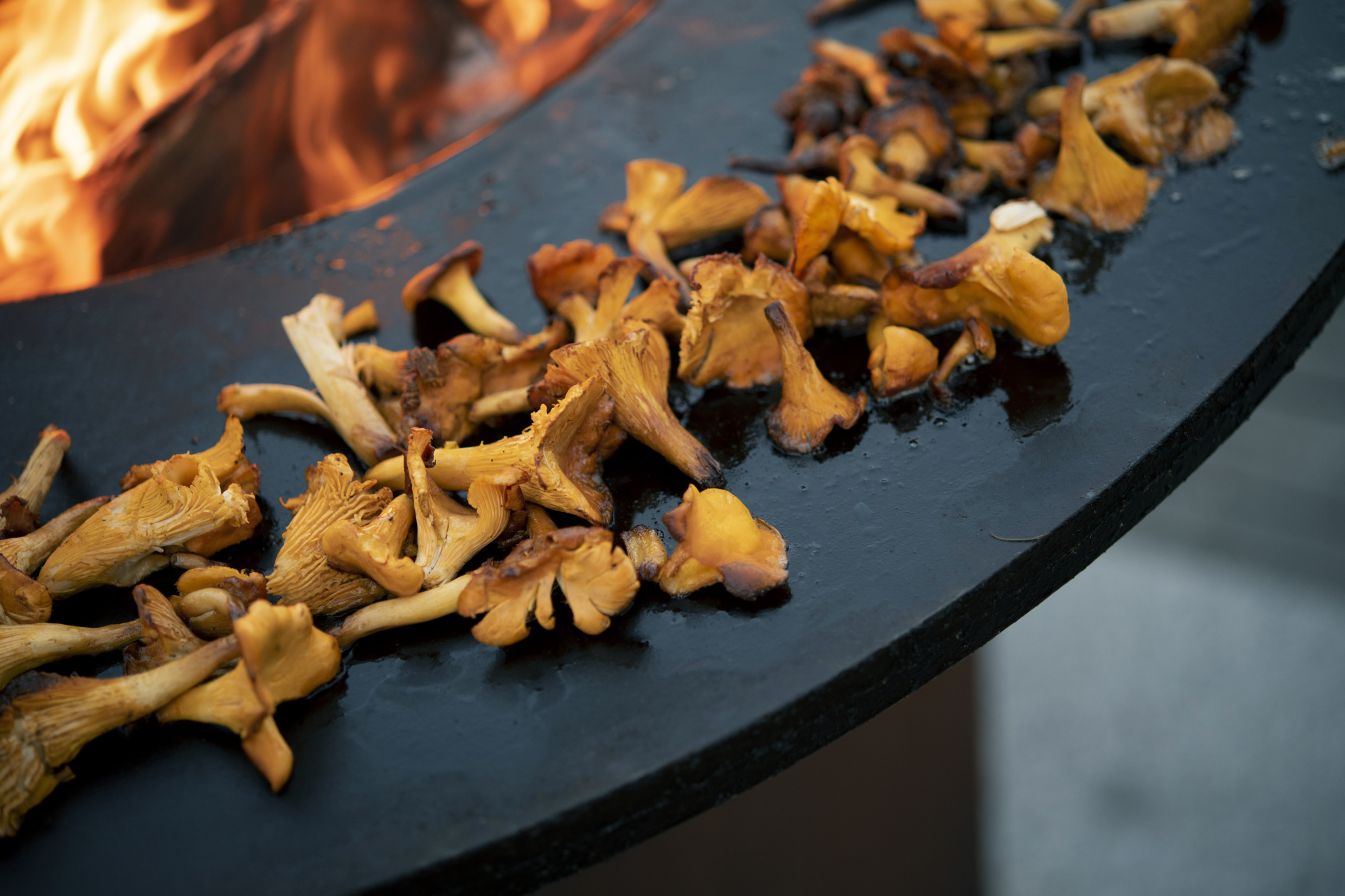 Pfifferlinge werden am Feuer gegart.