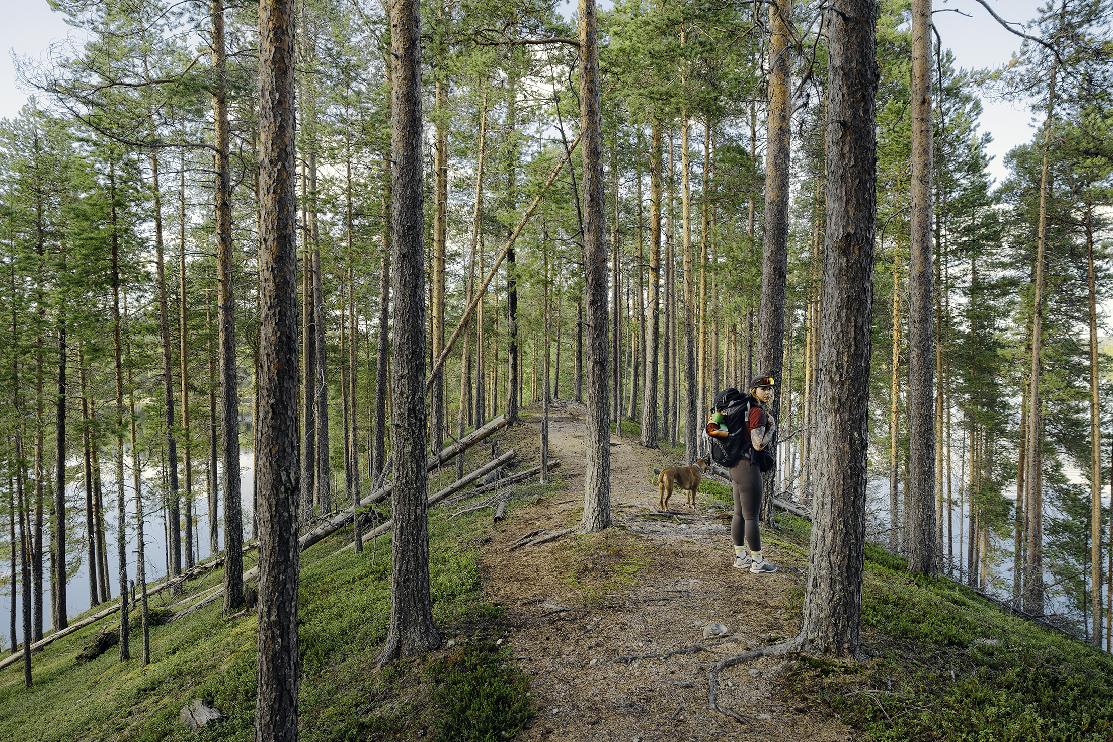 A hiker with a backpack walking along a narrow forest trail surrounded by tall pine trees and water on both sides in Västerbotten.