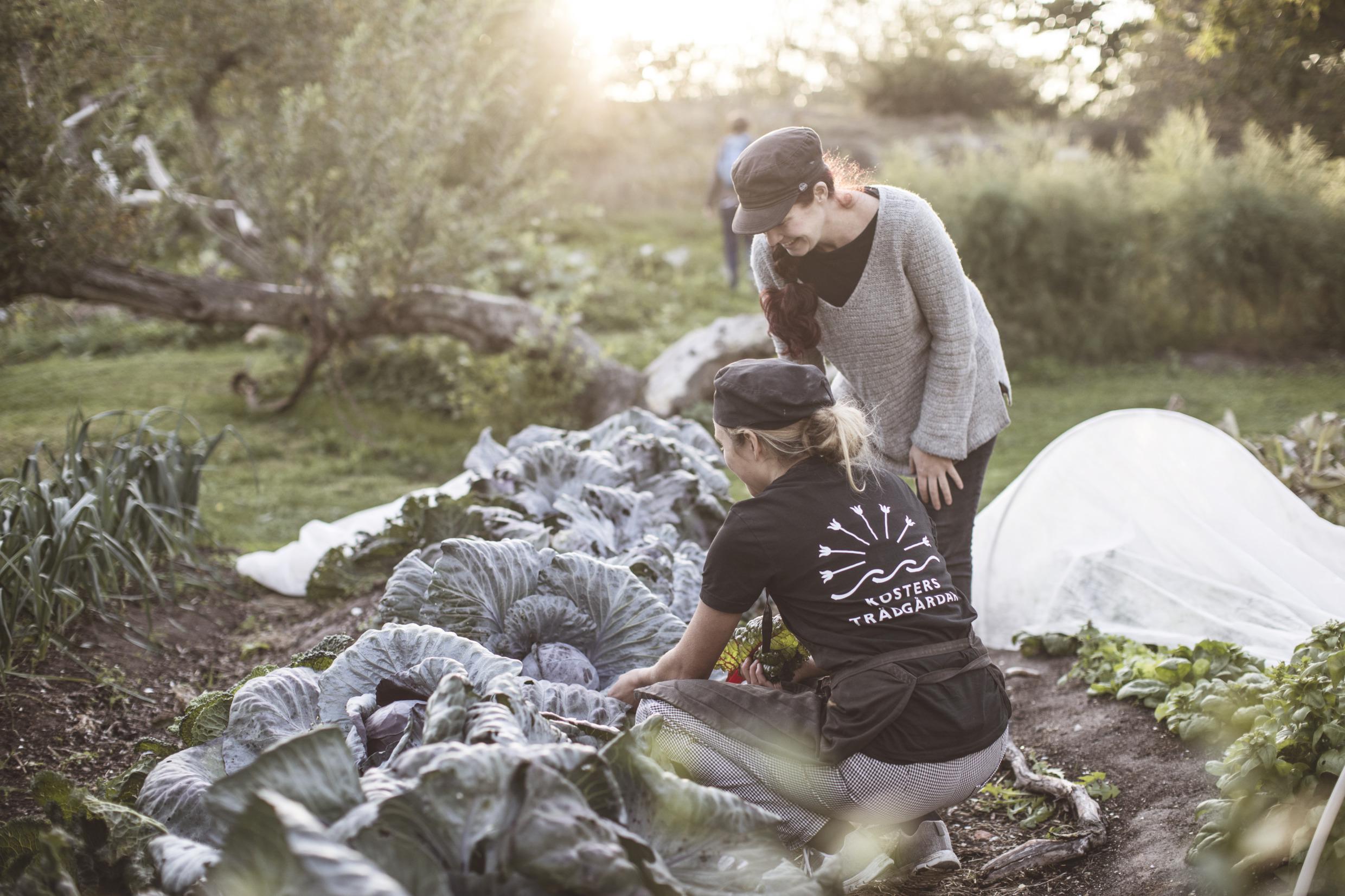 EIne Mitarbeitende des Kosters Trädgårdar erntet Gemüse aus dem hauseigenen Garten. Eine weitere Person schaut dabei zu.