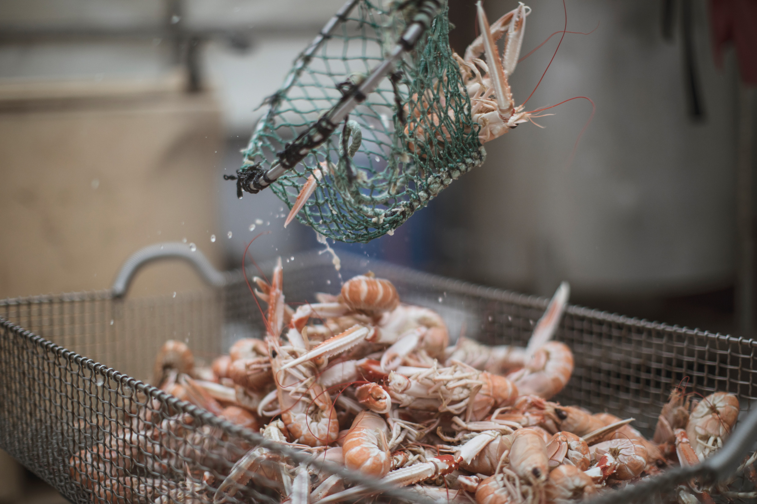 Langoustines, crayfish, is lying in a basket and you see that someone is pouring more seafood into the basket.
