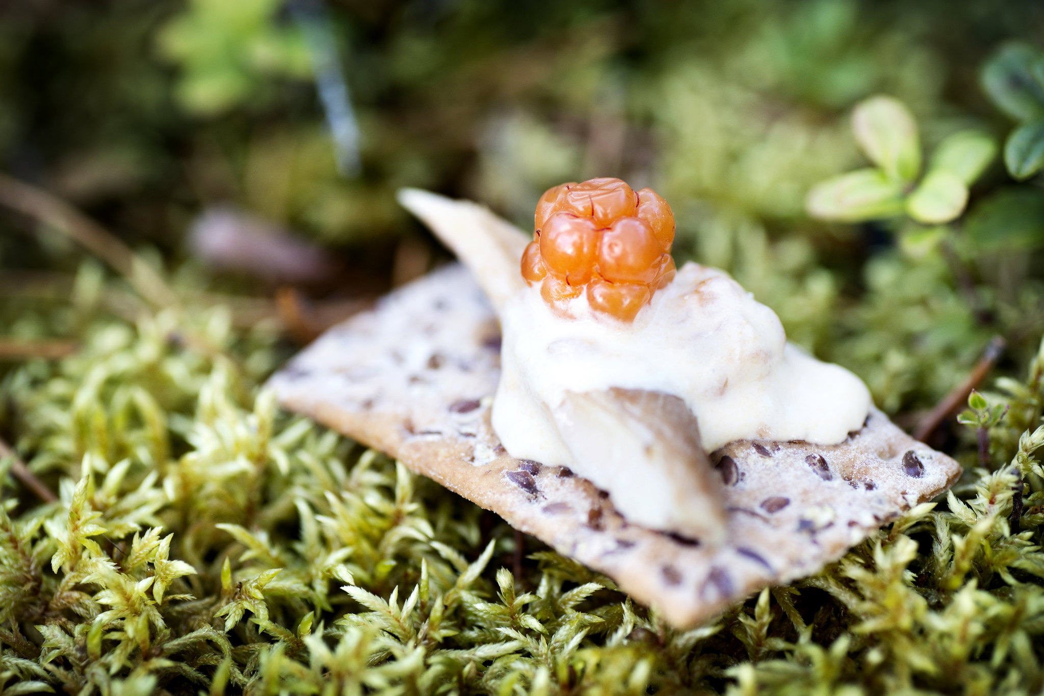 Close-up van een Scandinavisch voorgerecht met wilde bergframbozen op knapperig brood, geserveerd op mos in het bos – met de nadruk op de smaken van het bos in Jämtland Härjedalen.