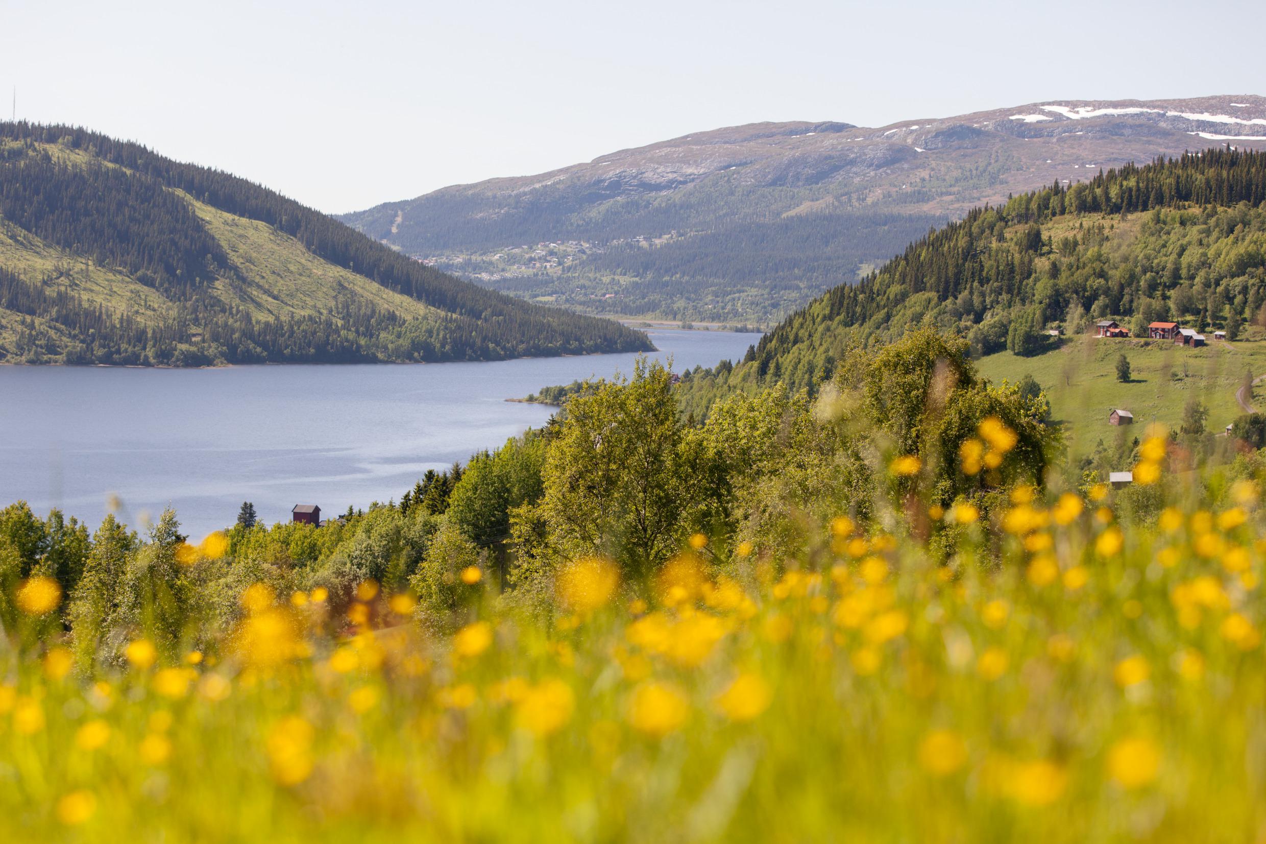 Le fleuve Indalsälven s'étend à travers le paysage printannier d'Åre. Au premier plan, il y a des fleurs de printemps, puis des collines couvertes d'arbres sur les côtés et des montagnes avec un peu de neige en arrière-plan.