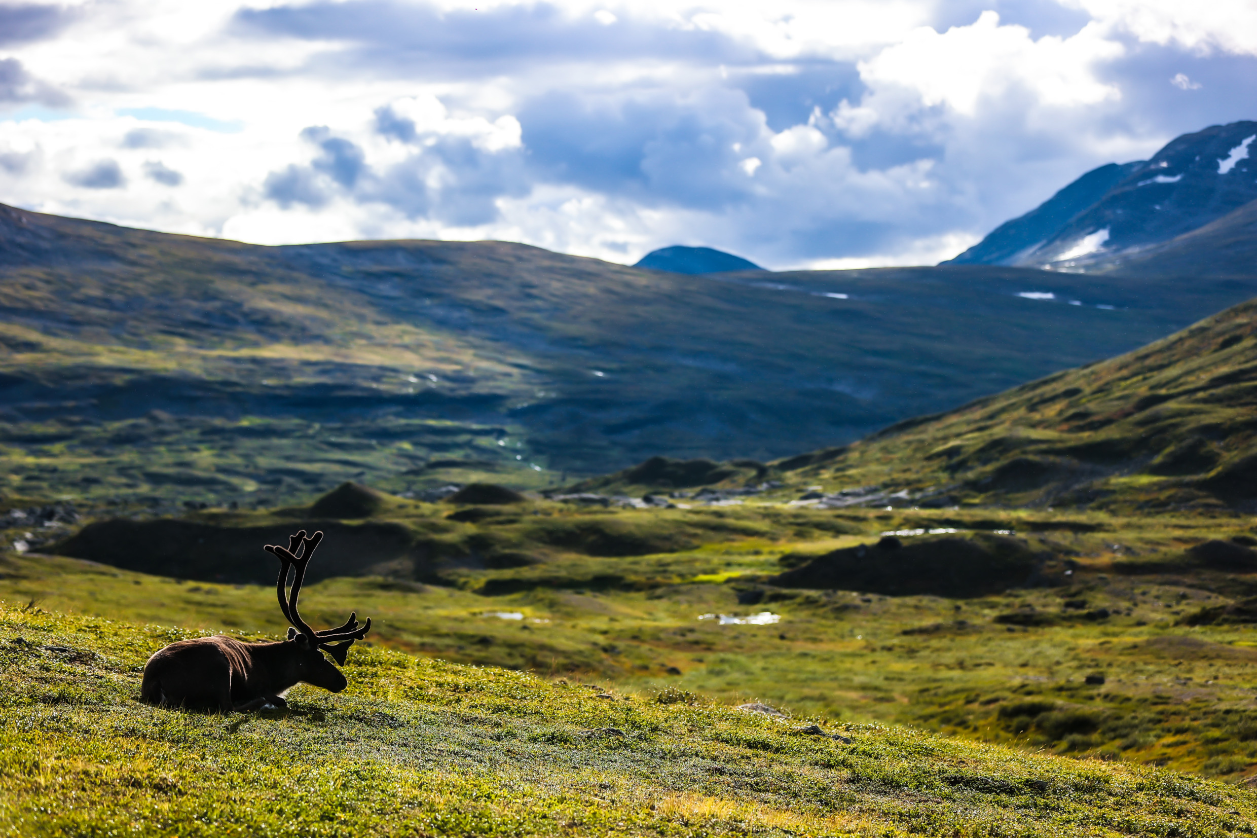 Majestic reindeer surrounded by fields, mountains, heavy clouds and sunshine.