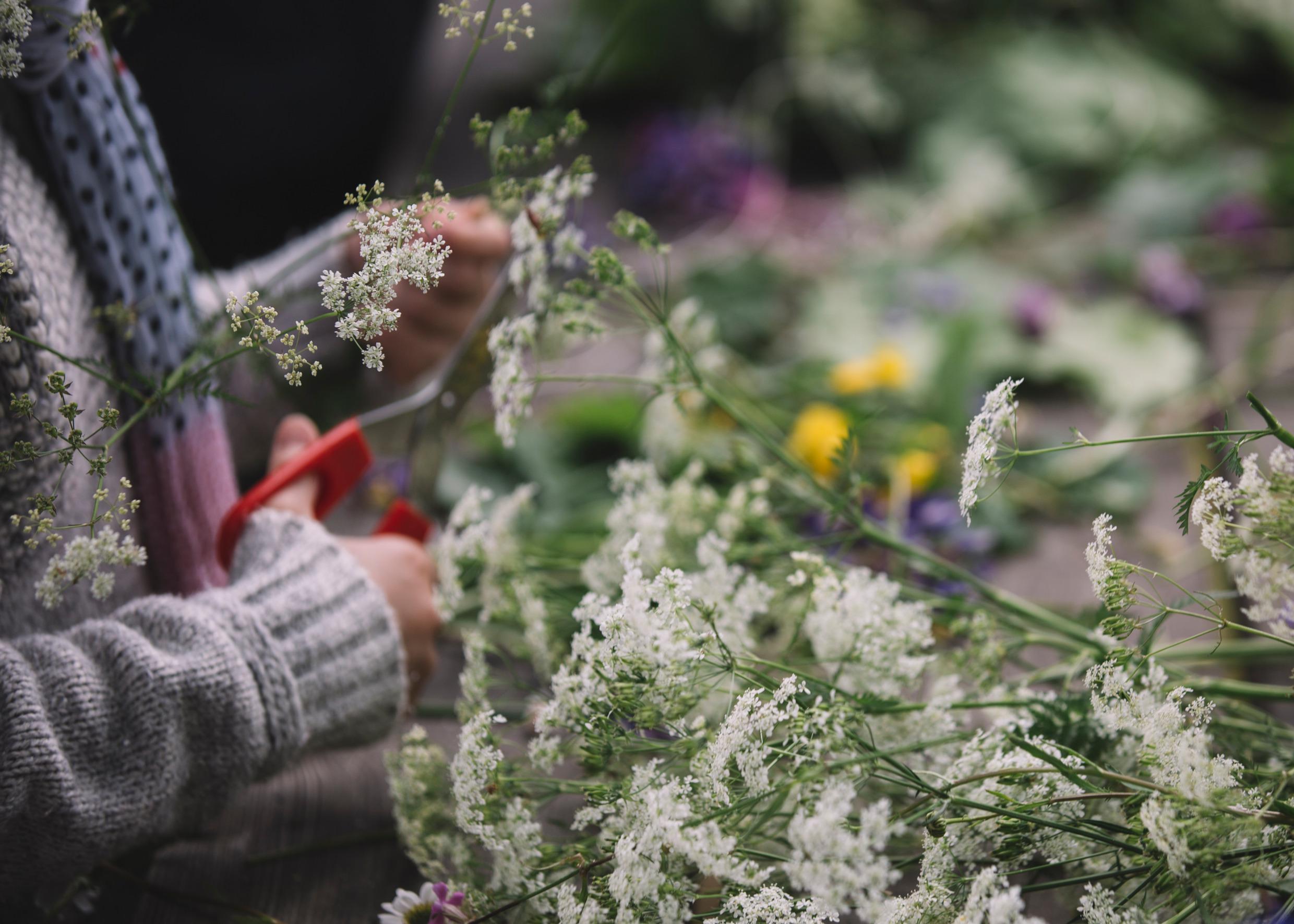 Iemand knipt met een rode schaar witte bloemetjes van een struikje.