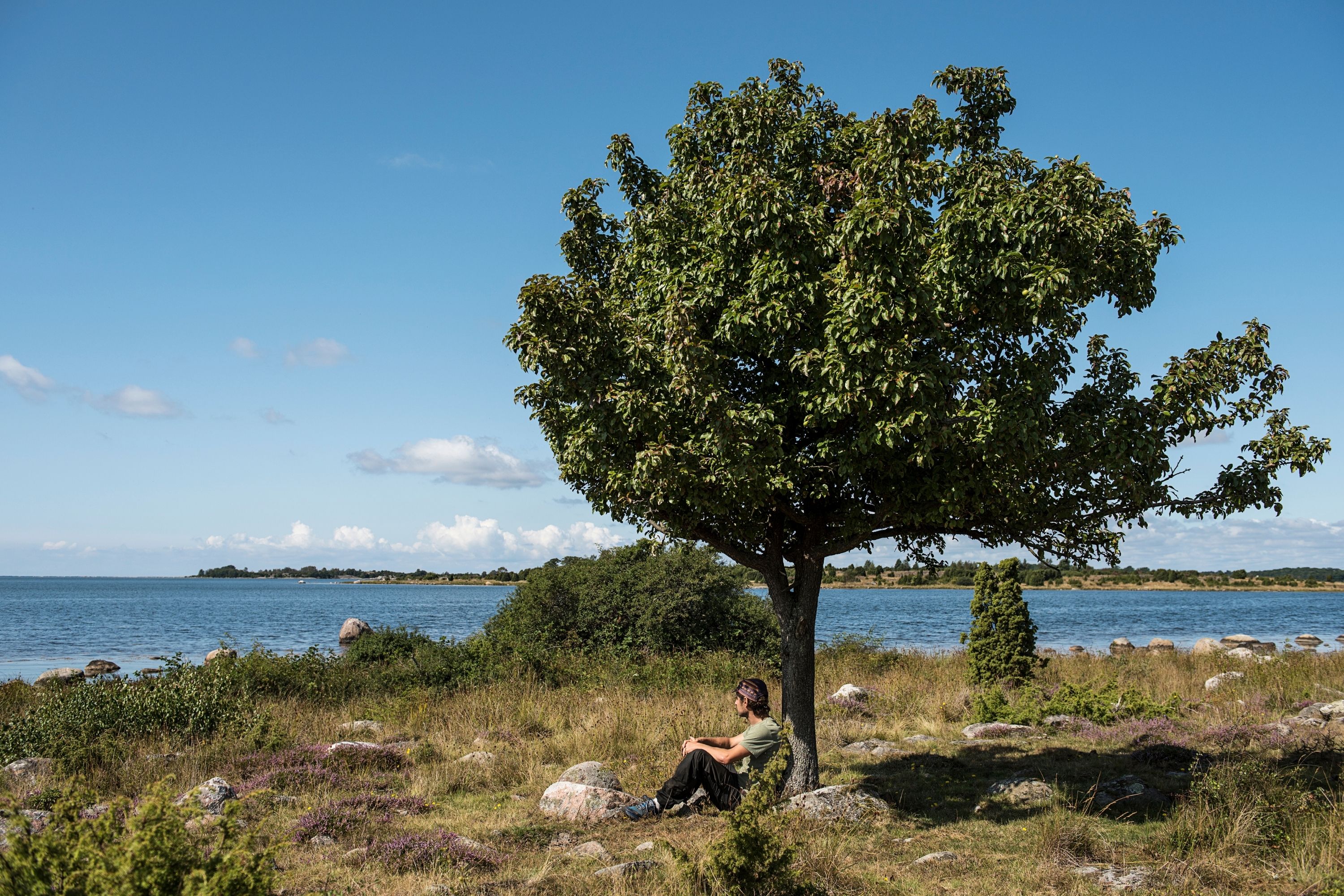 A person sitting under a tree by the sea in a grassy landscape with rocks and low vegetation.