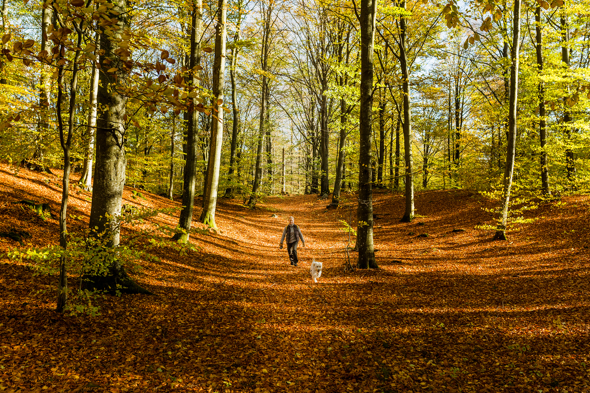 Eine Person, die in Skåne mit einem Hund auf einem mit Herbstlaub bedeckten Waldweg spazieren geht.