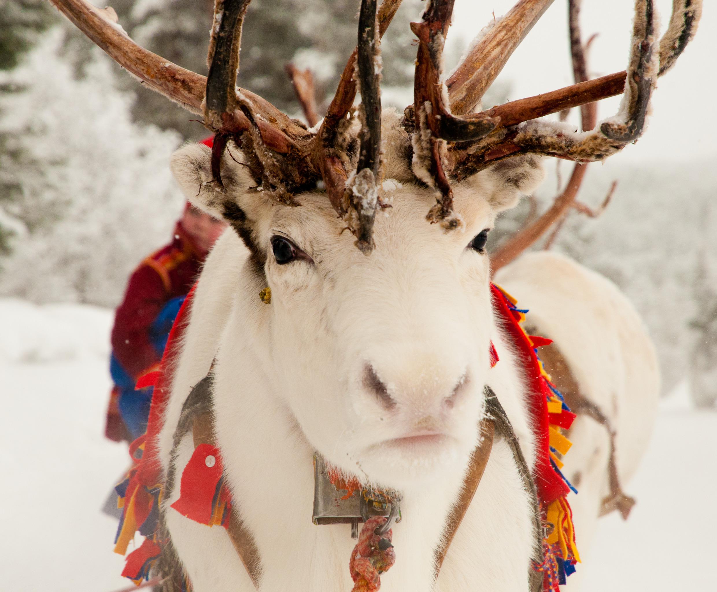 White Reindeer
