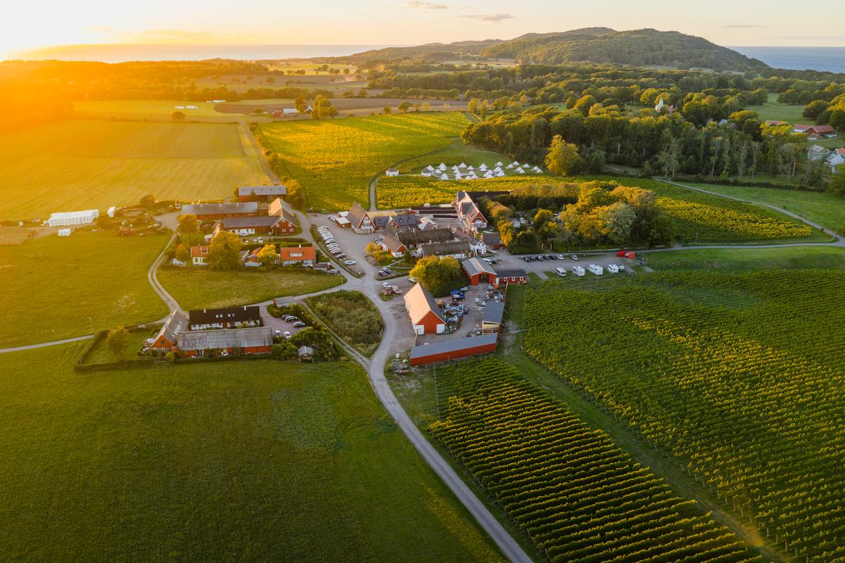 Aerial view over Arild Vineyard showing the buildings and vines.