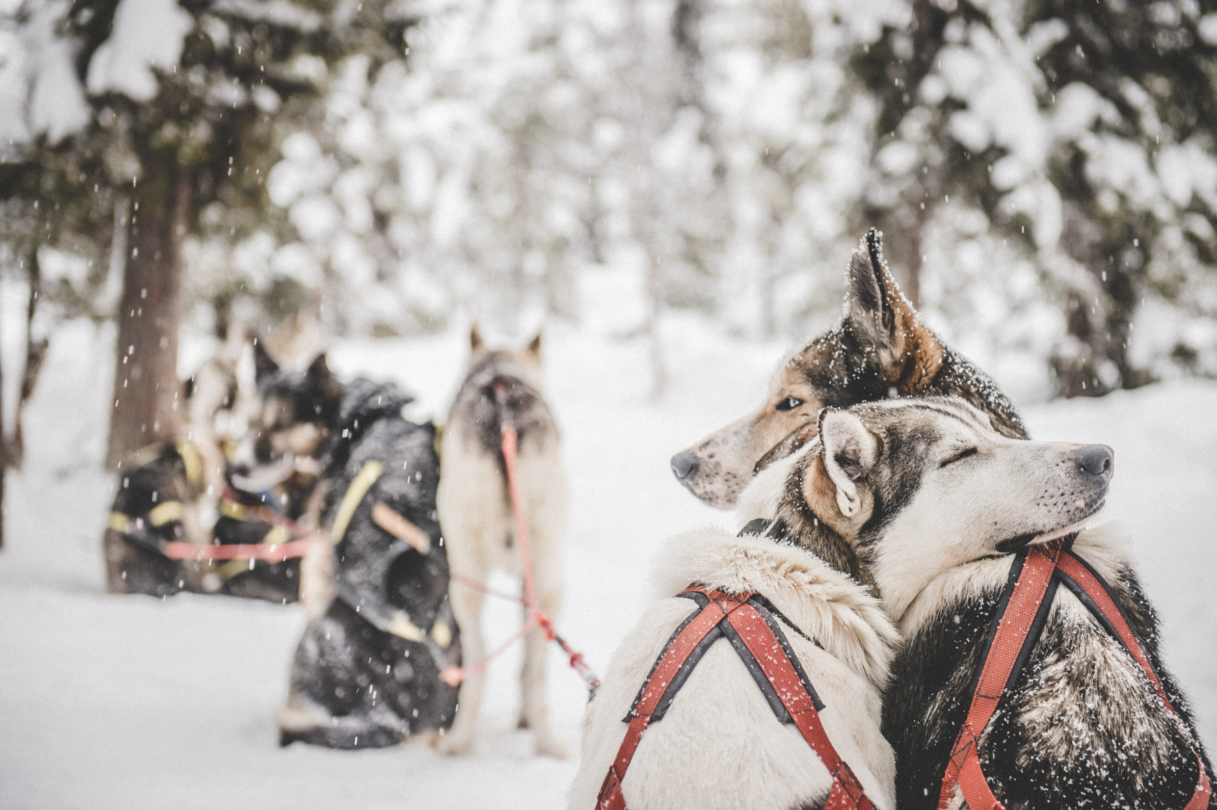 Huskies huddling close in a winter landscape.