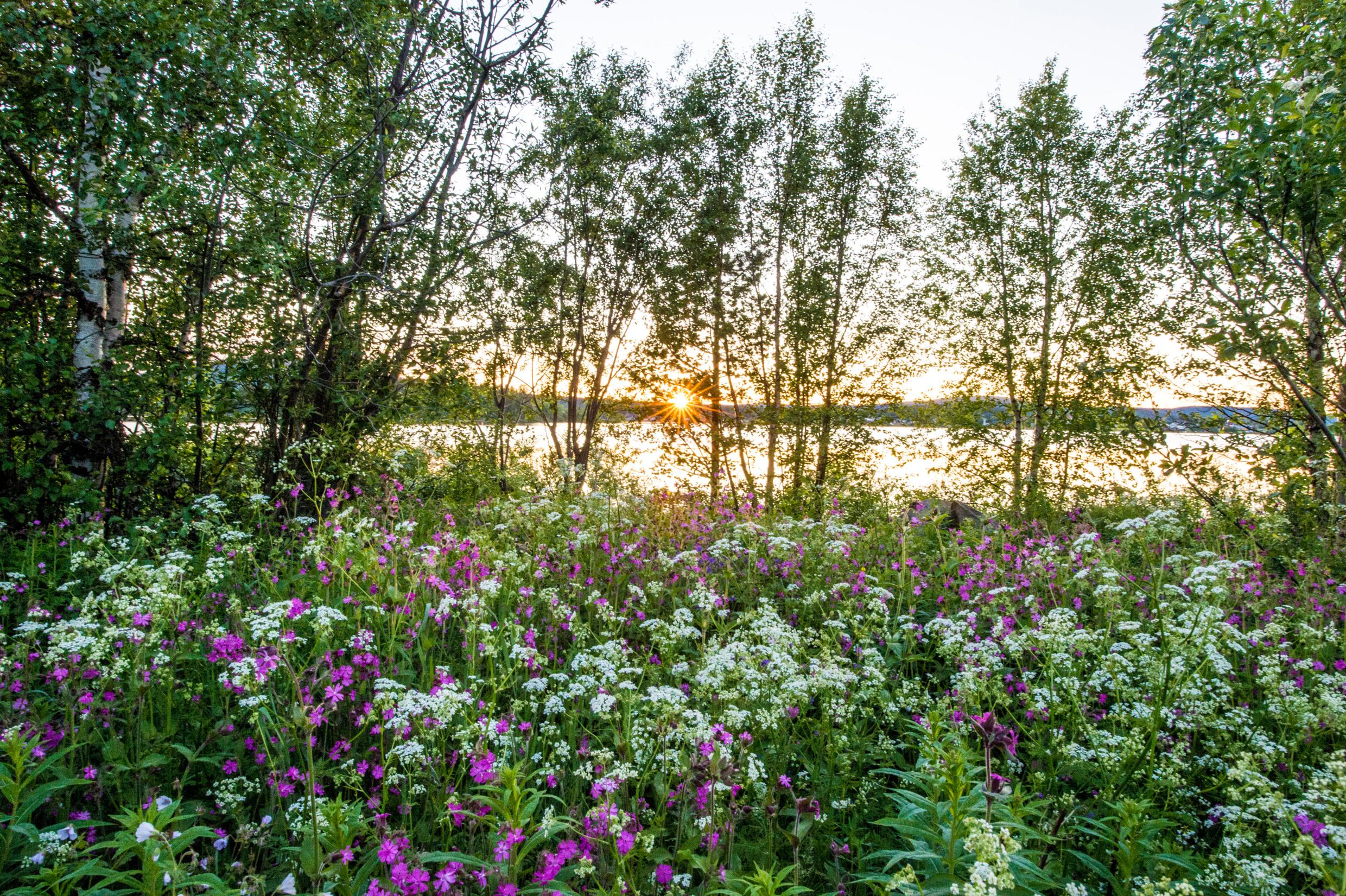 Blick auf die Natur mit wilden Blumen, Bäumen und einem See im Hintergrund.