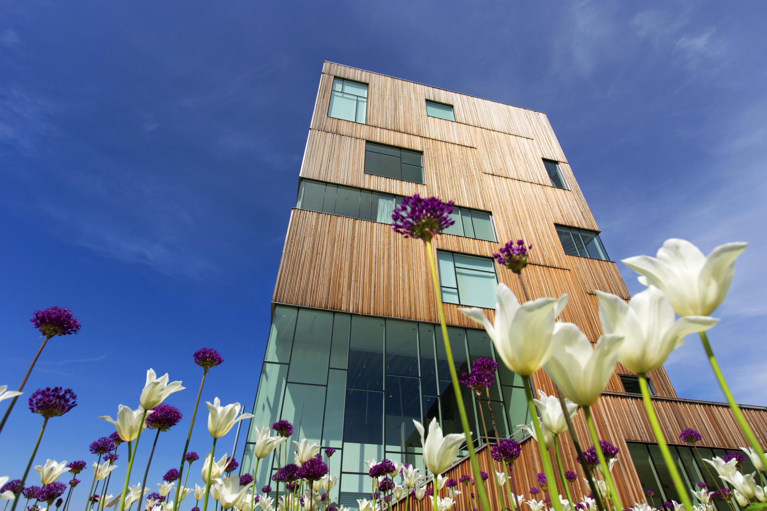Das Gebäude des Bildmuseet ragt in den strahlend blauen Himmel. Im Beet davor blühen weiße Tulpen.