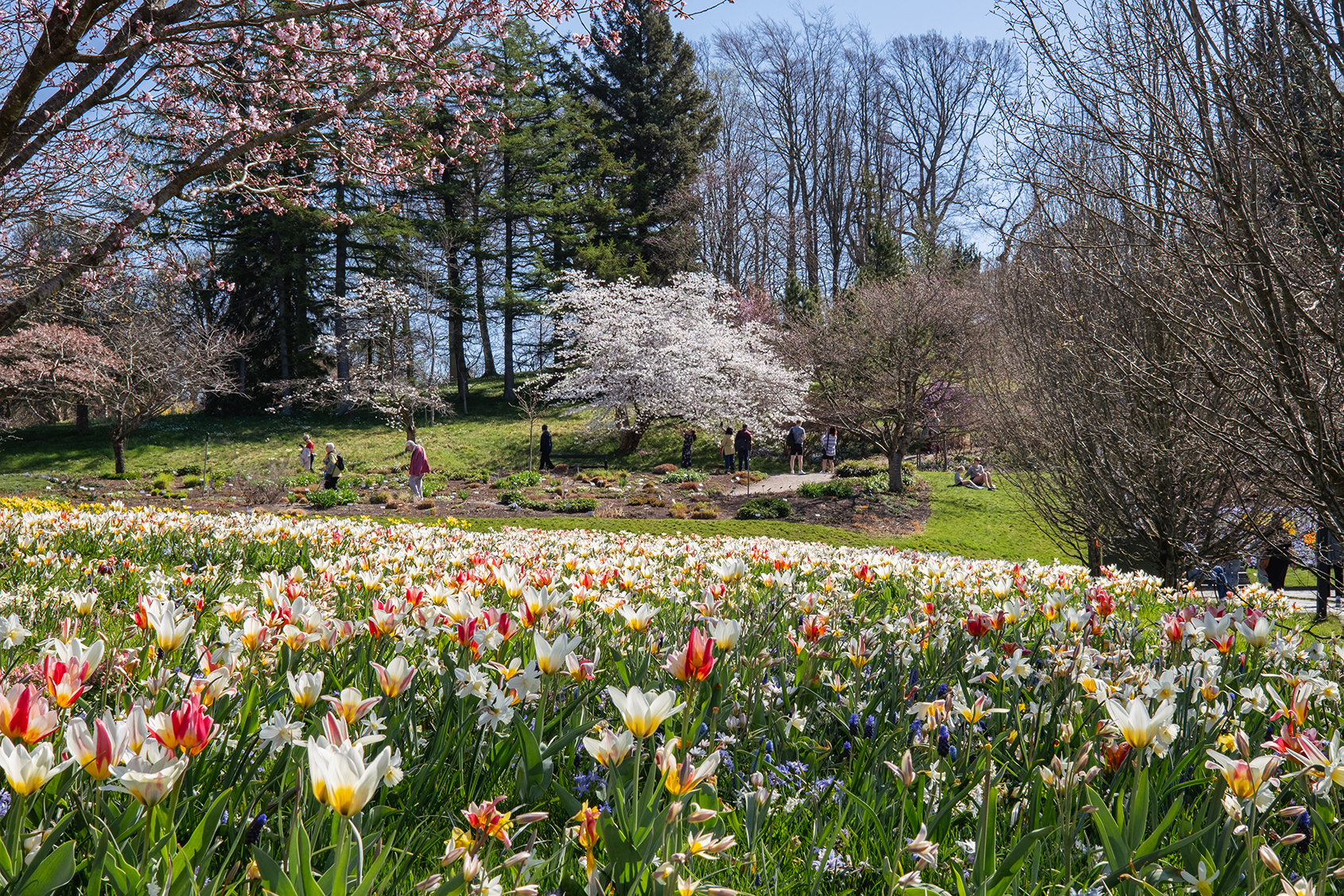 Frühlingsblumen und blühende Bäume im Botanischen Garten von Göteborg, wo Besucher an einem sonnigen Tag den Park genießen.