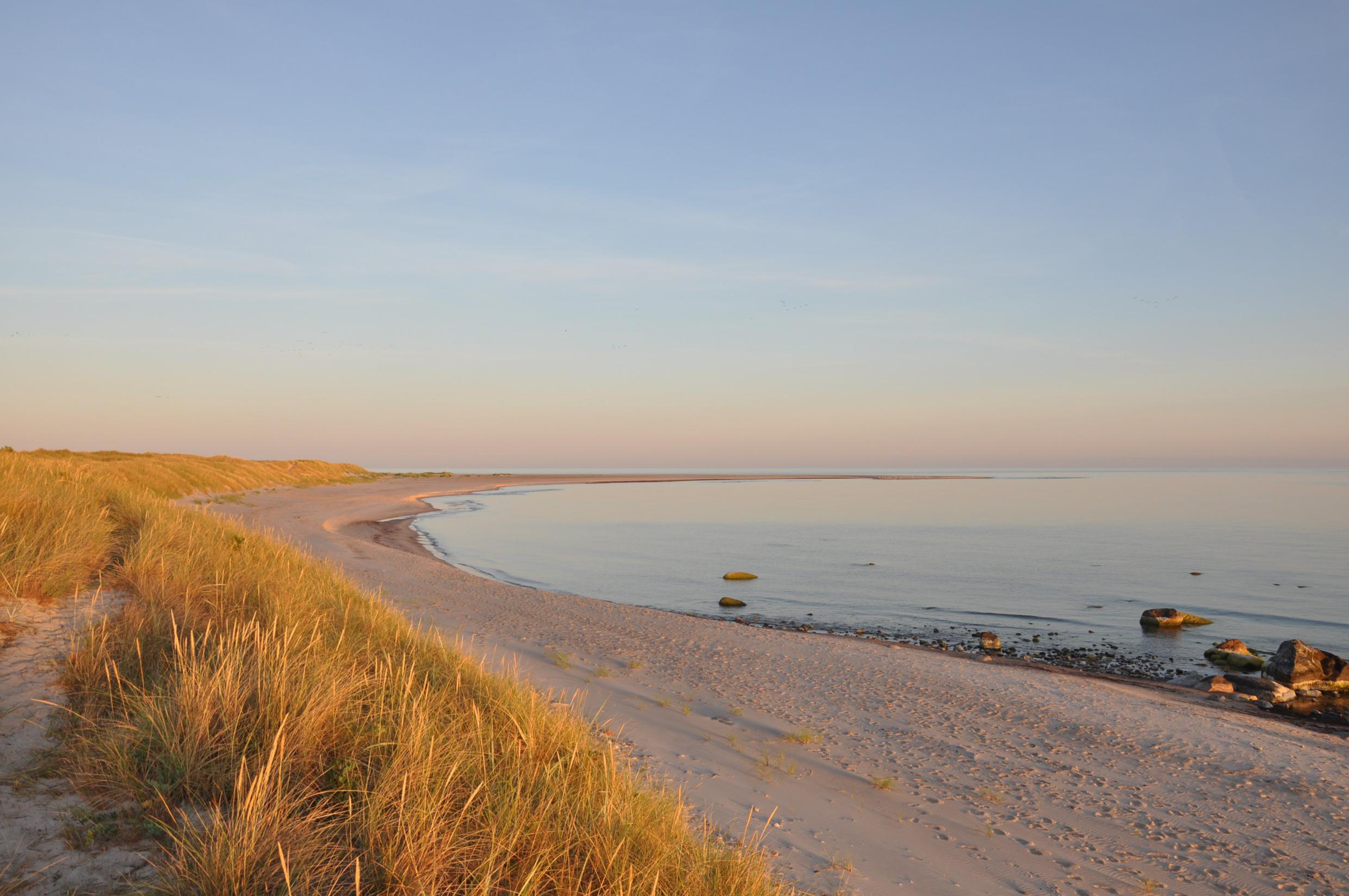 Een zandstrand aan zee. Boven het strand groeit hoog, goudkleurig gras.