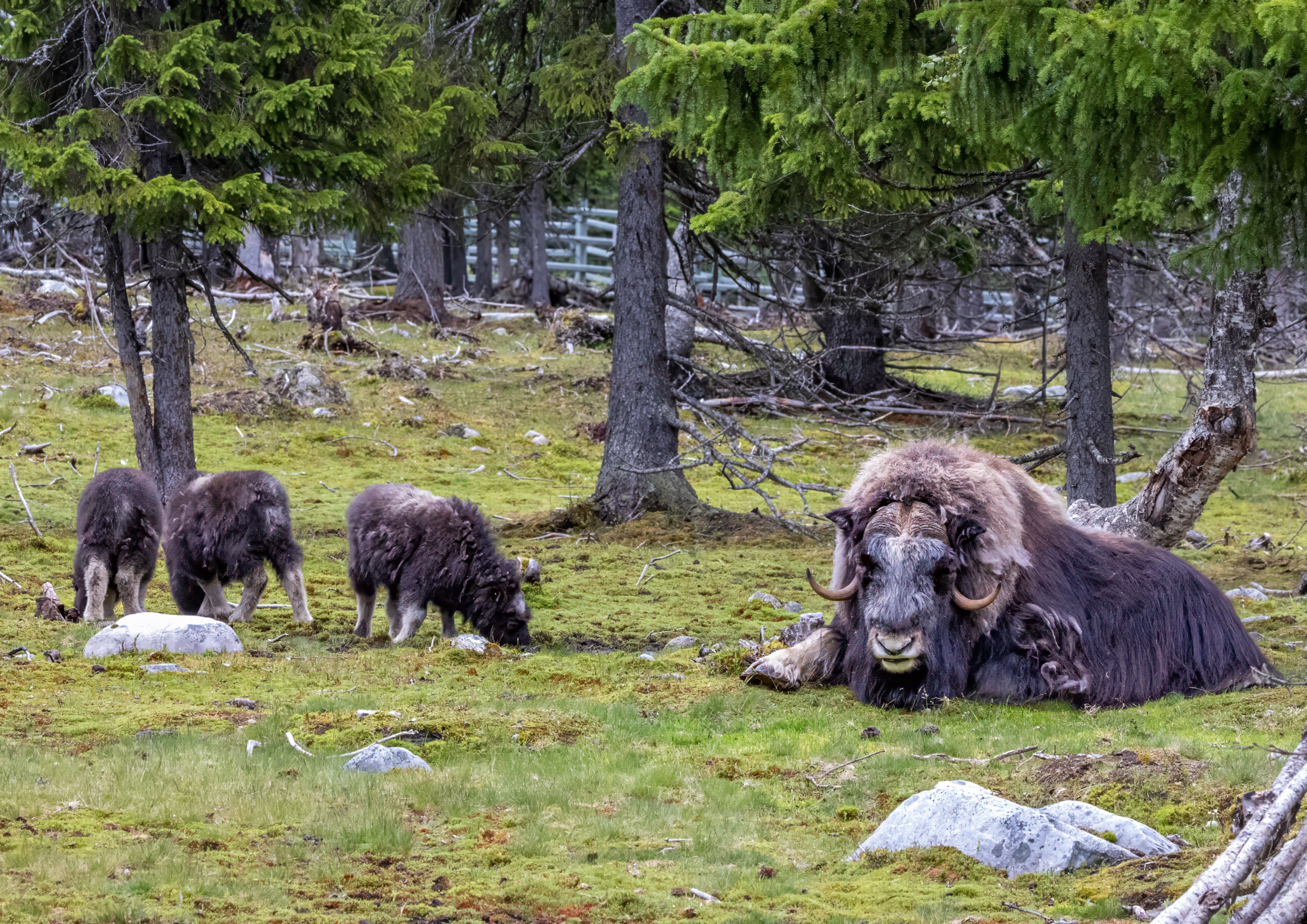 Een muskusos ligt op bemoste grond naast drie kalveren die grazen in een bos in het Muskusossencentrum in Zweden.