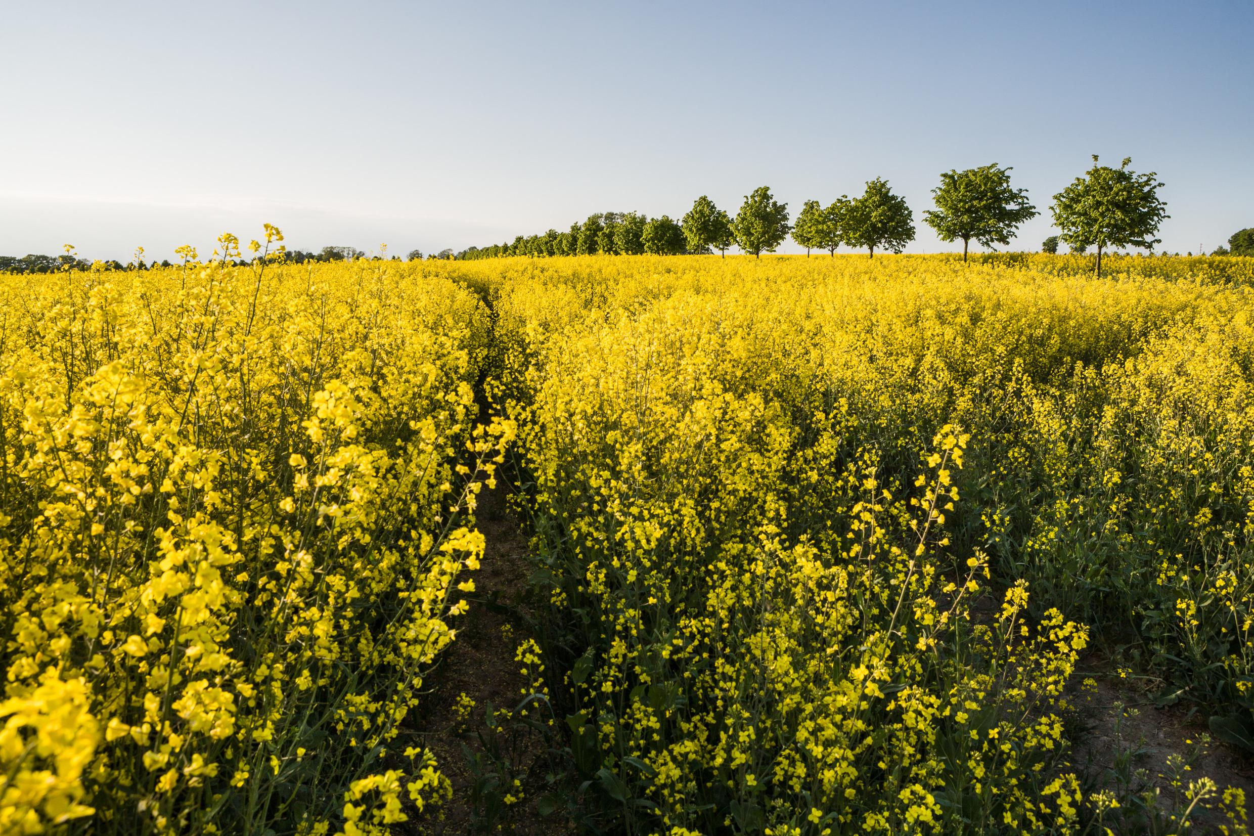 Koolzaadvelden in Skåne