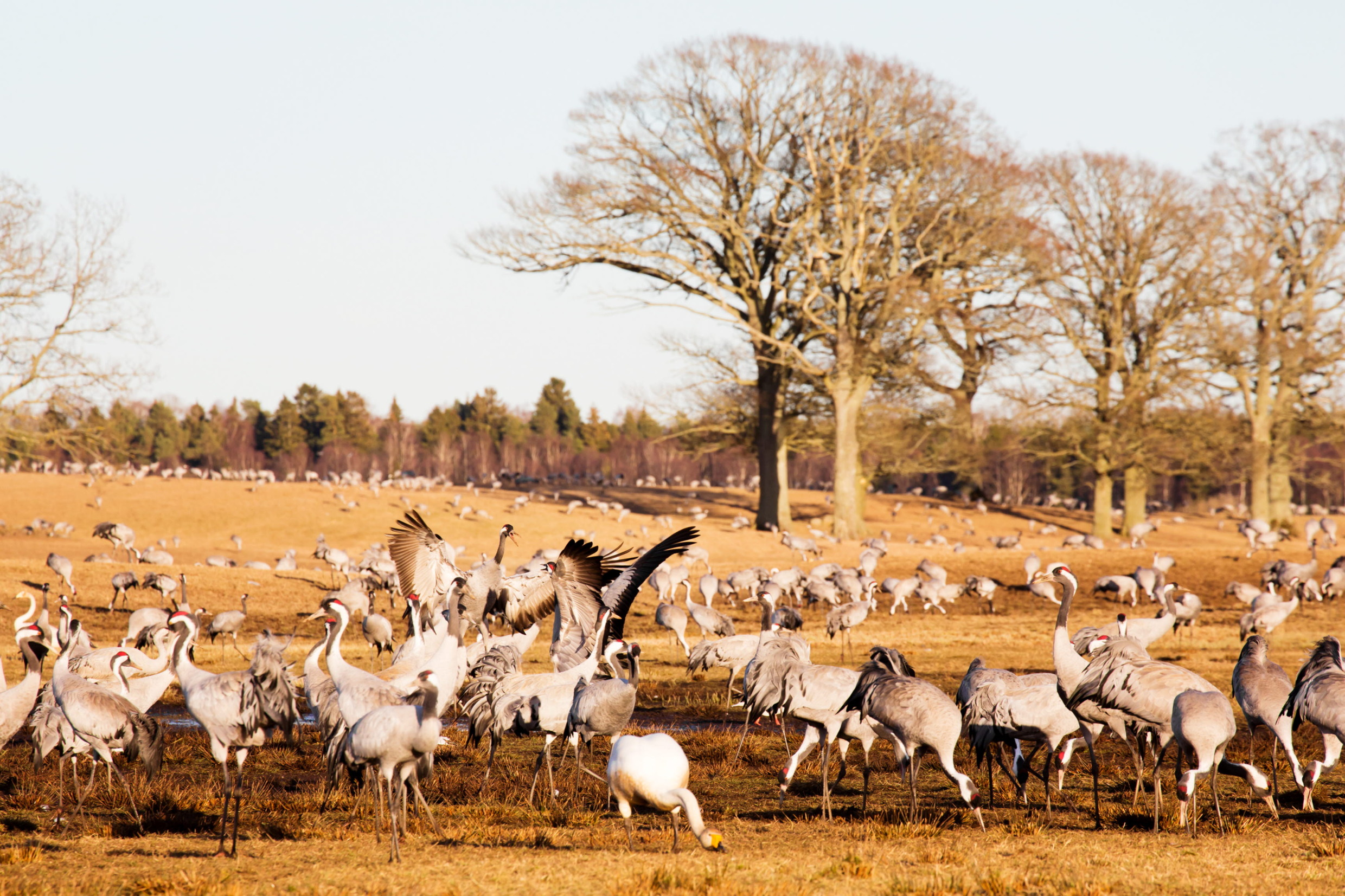Cranes dancing in a field by Lake Hornborgasjön.
