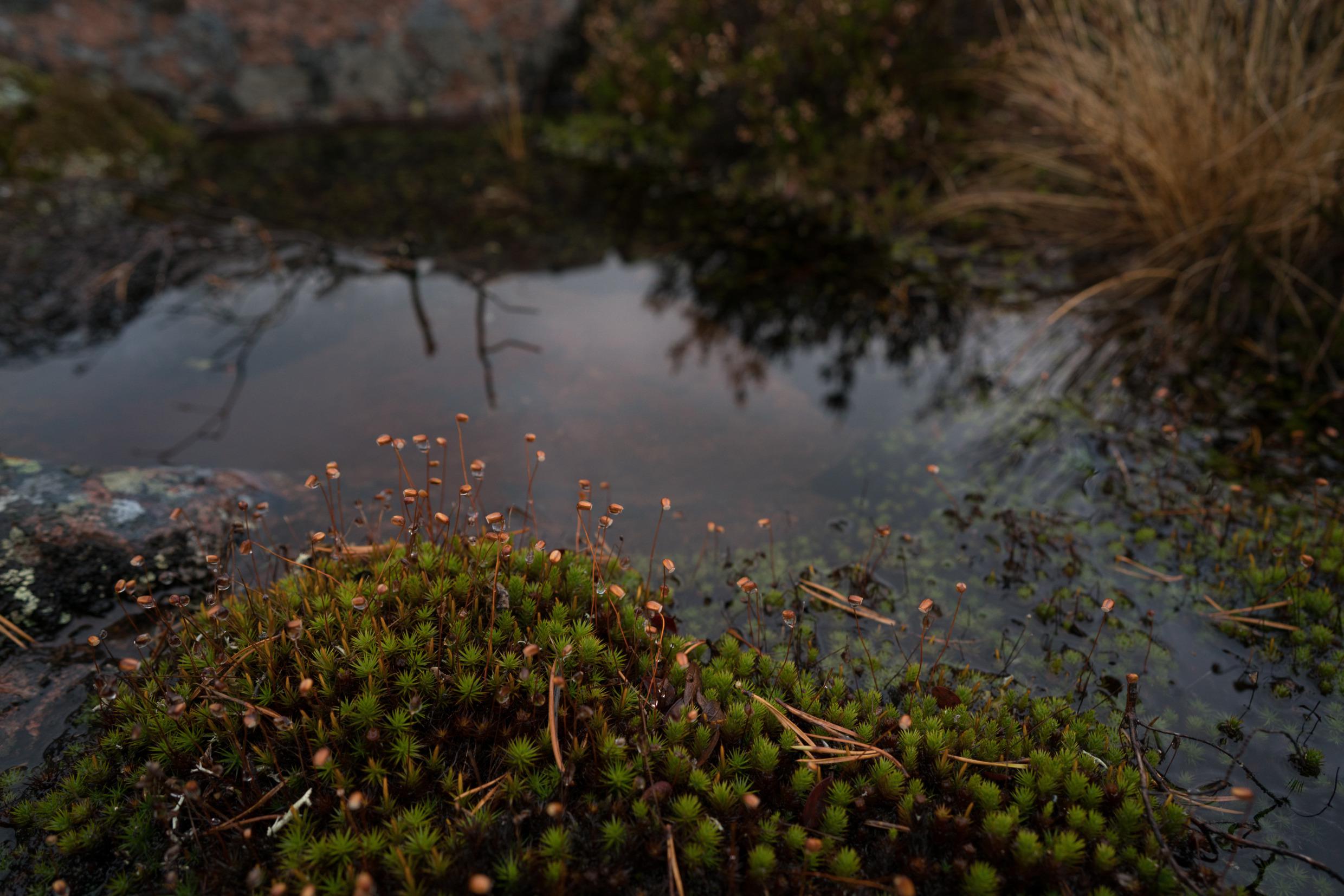 Flora in Skuleskogen national park