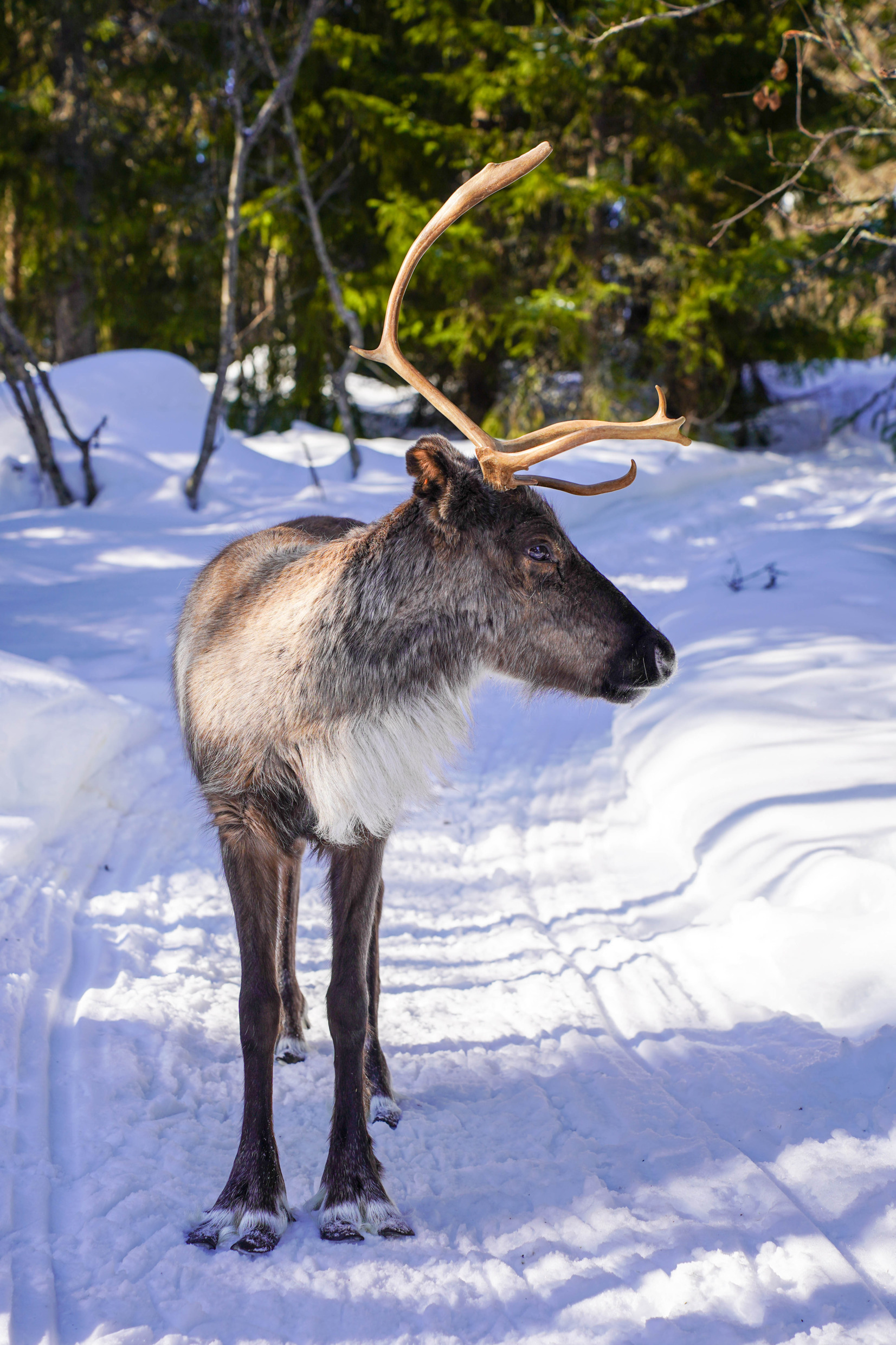 Een rendier staat in de sneeuw op een zonnige winterdag.