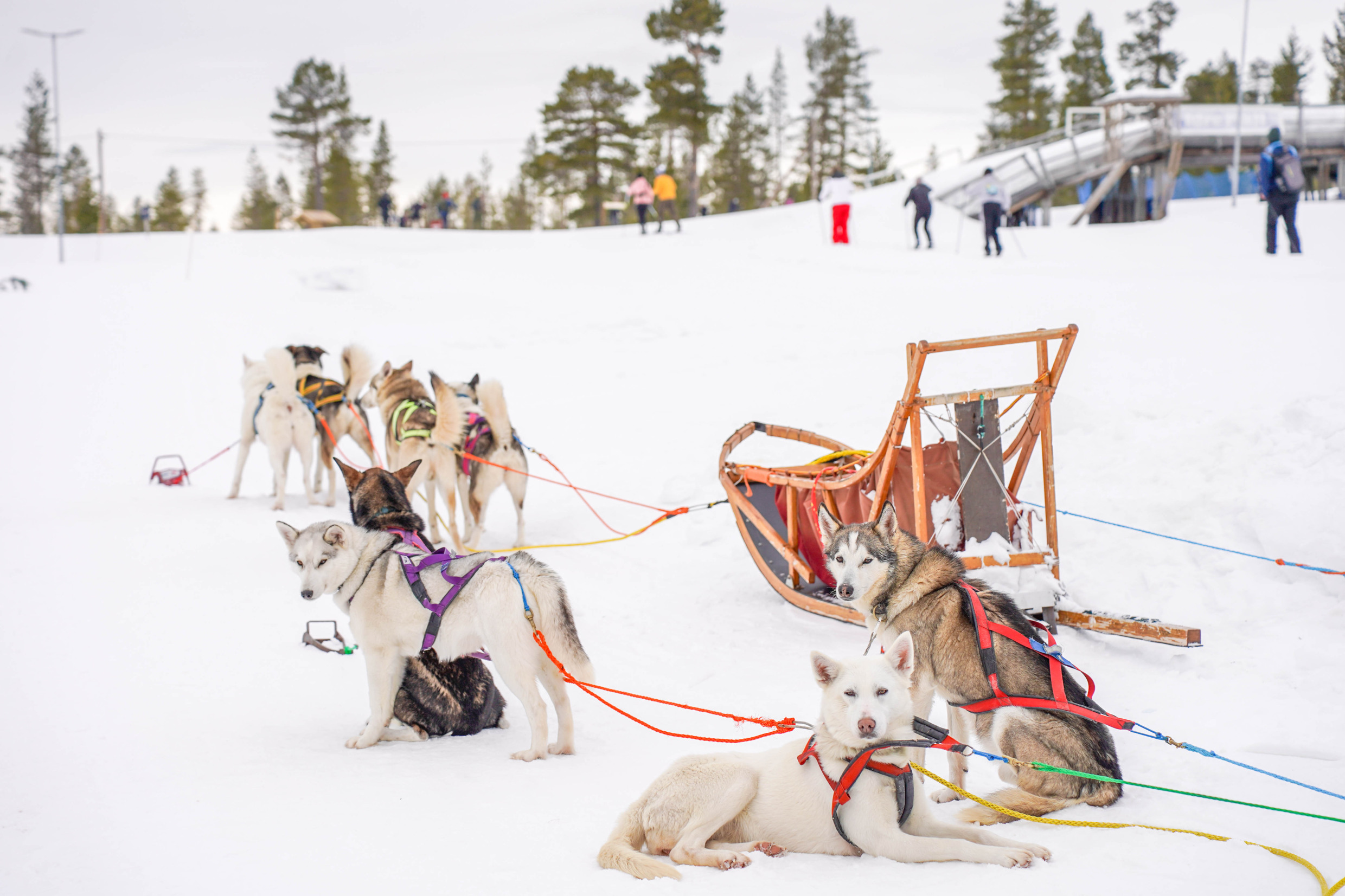 Dogs waiting in the snow for the next dog sledding tour. People skiing in the background.