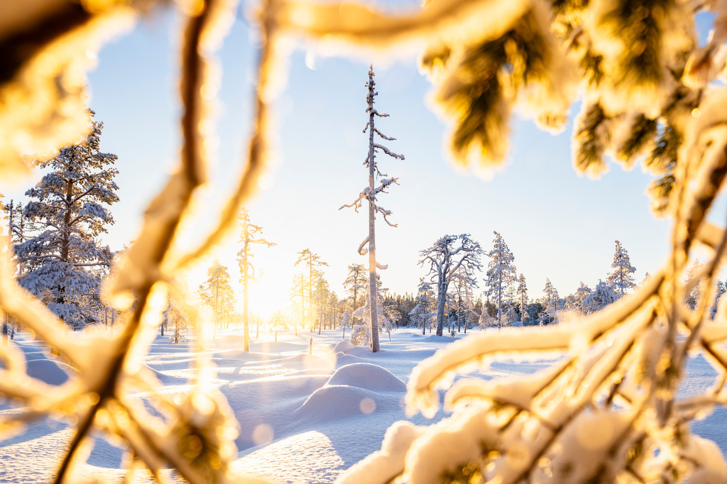 A snowy forest is shown with sun covering the branches in the foreground.