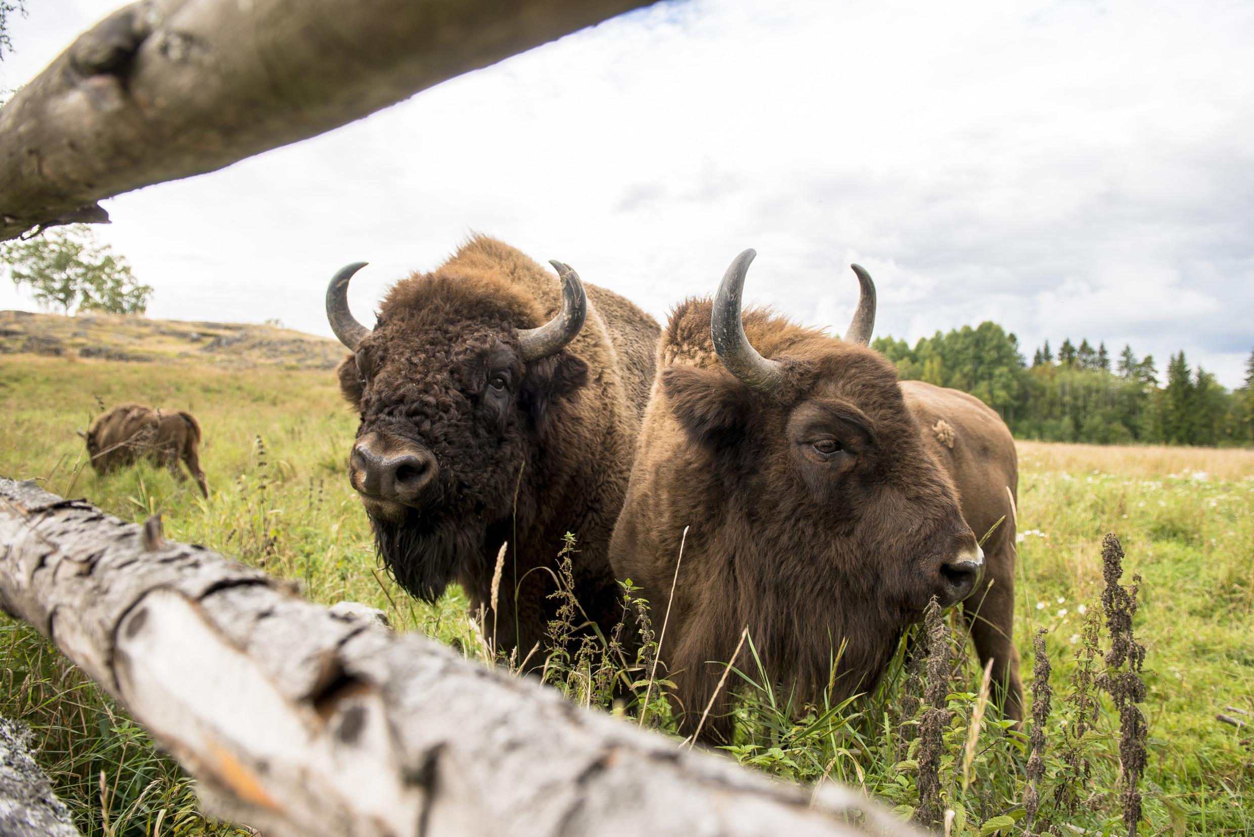 Drie bizons achter een houten hek in het Avesta Visentpark.