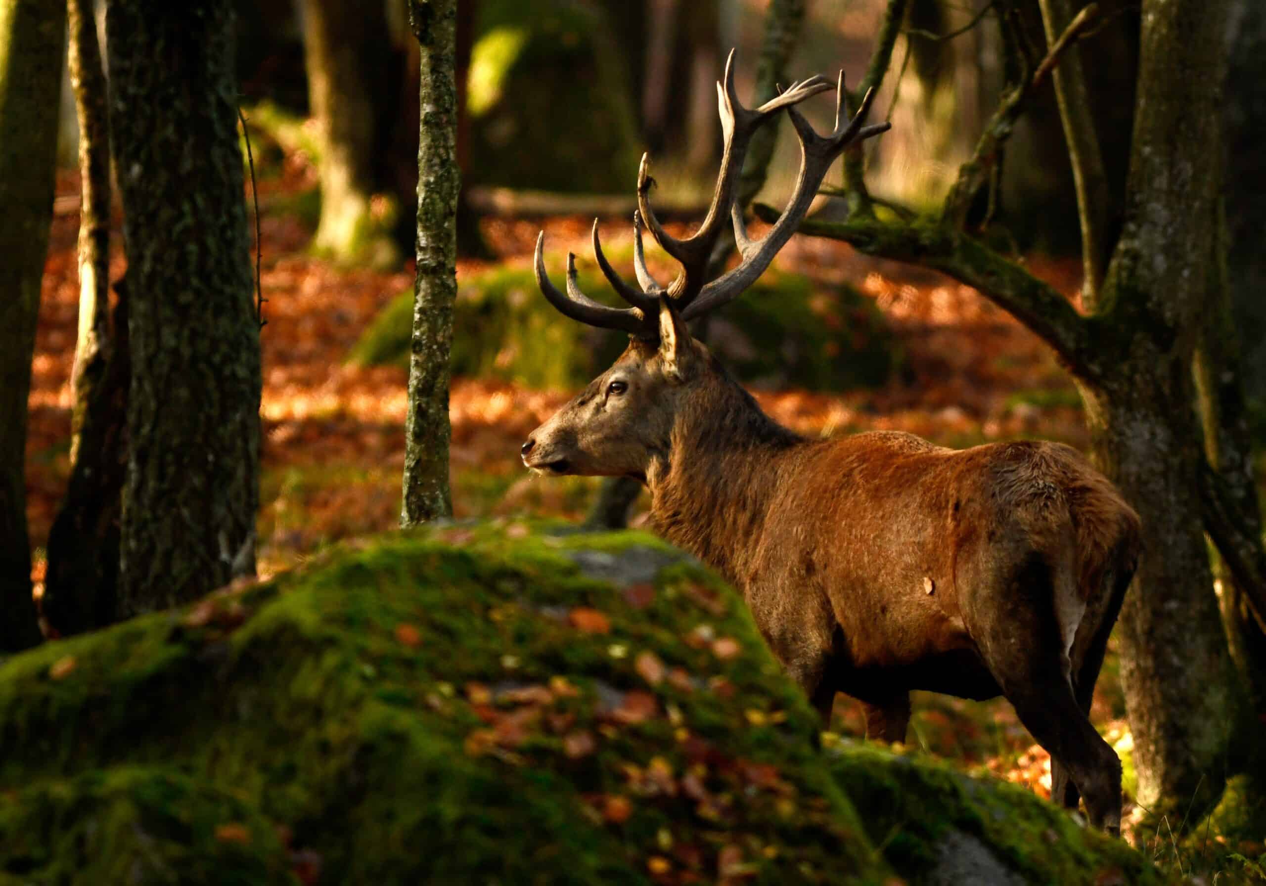 Wildlife at Eriksberg Wildlife Park