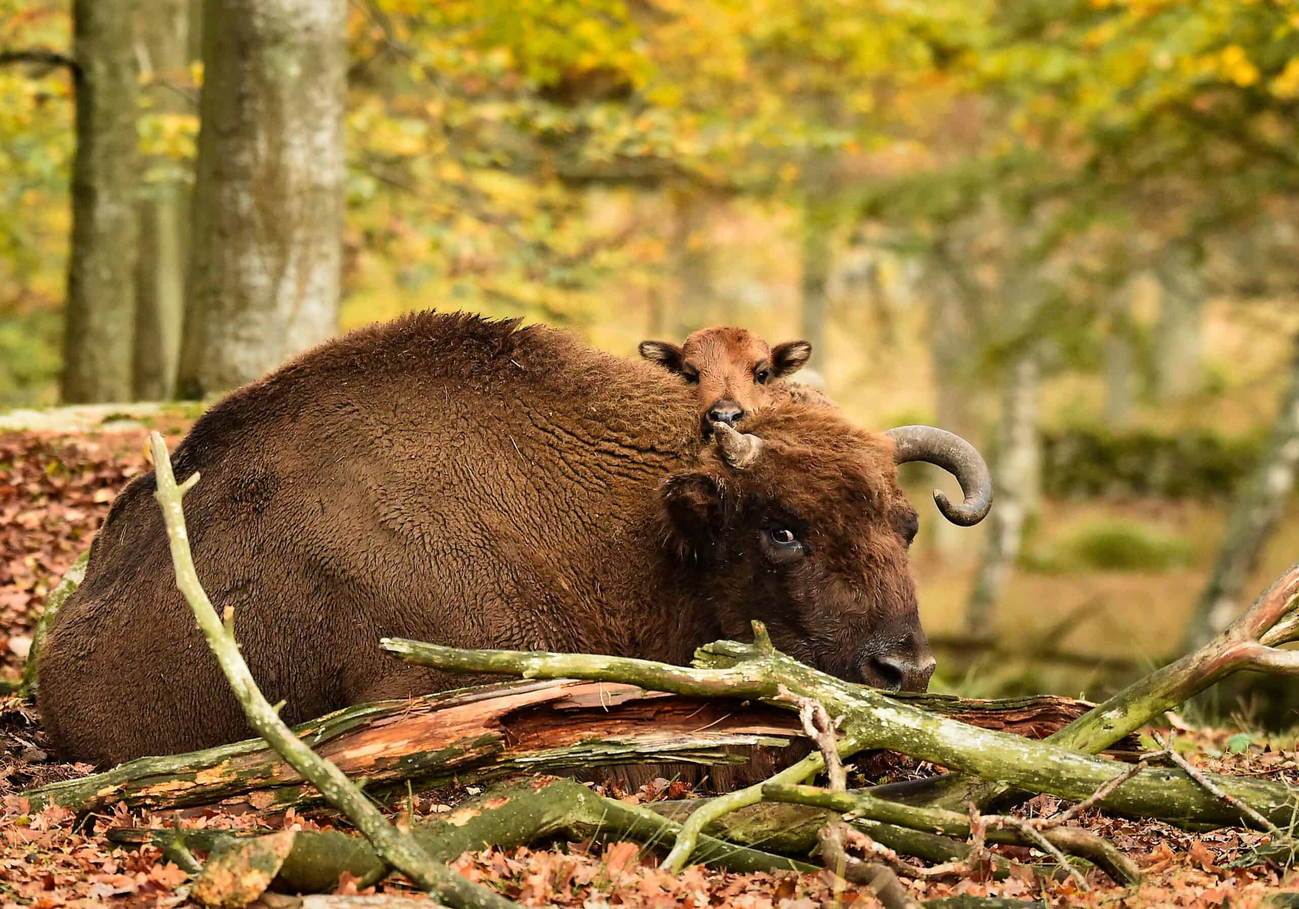 Een Europese bizon die tussen omgevallen takken in een herfstbos ligt te rusten, met een kalfje dat achter zijn rug vandaan gluurt.