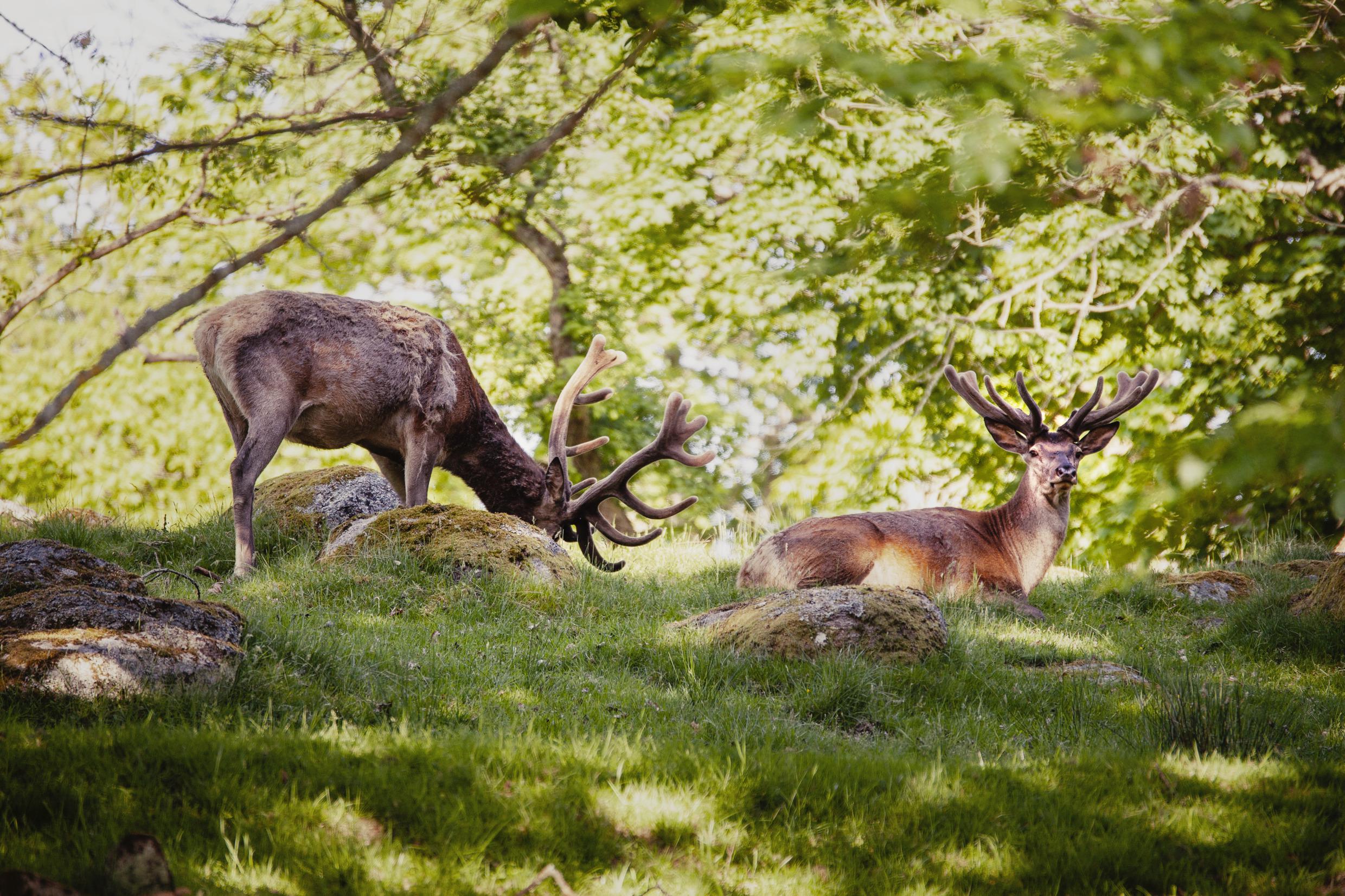 Two deer in the forest.