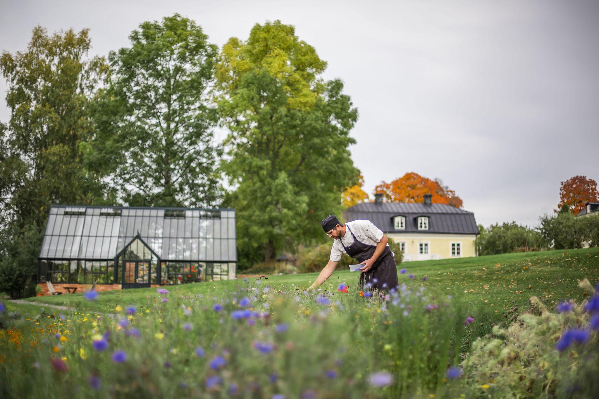 Een chef-kok plukt kruiden en bloemen uit een tuin. Er is een serre op de achtergrond.