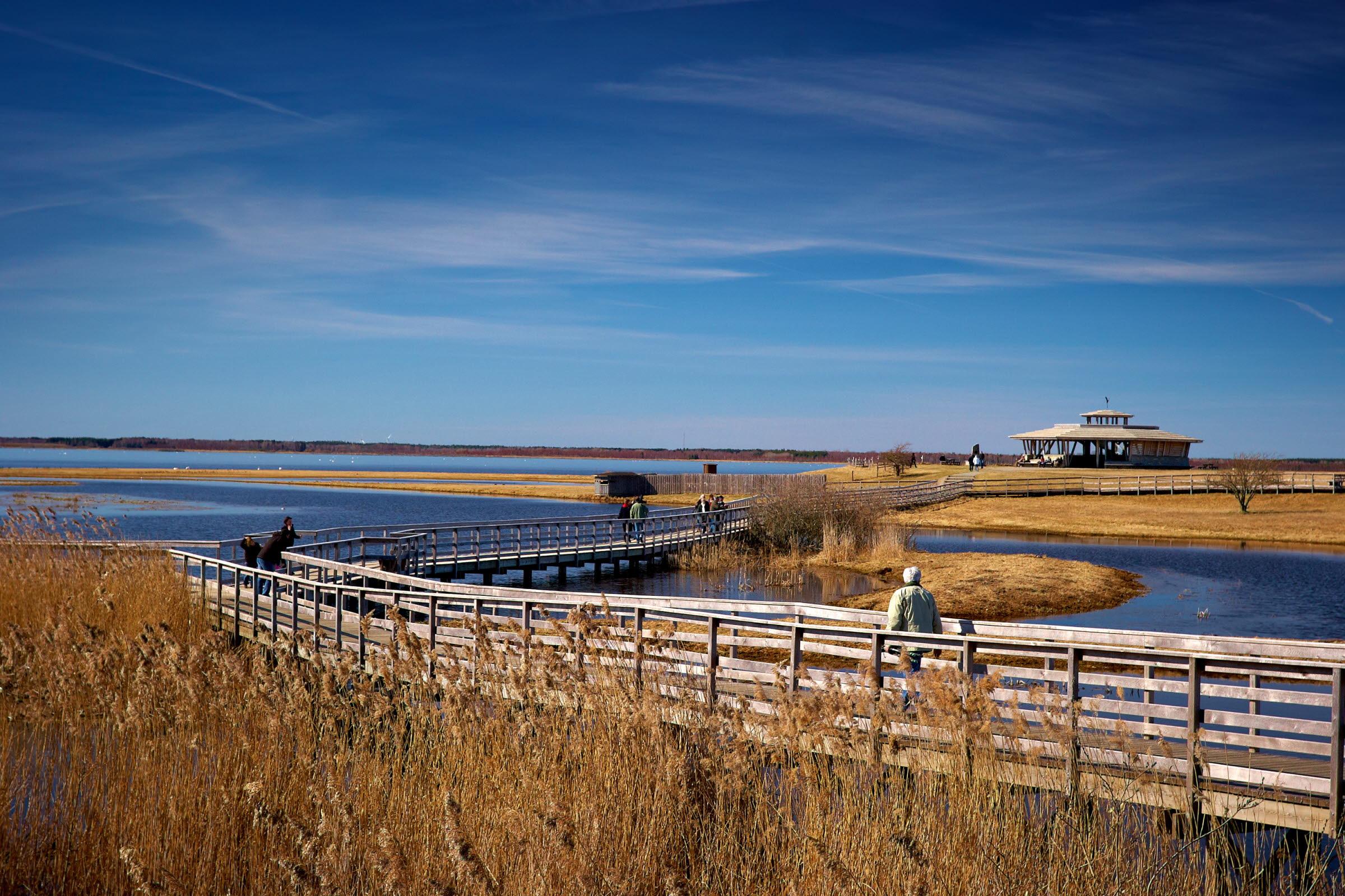 Hiking along lake Hornborga, West Sweden