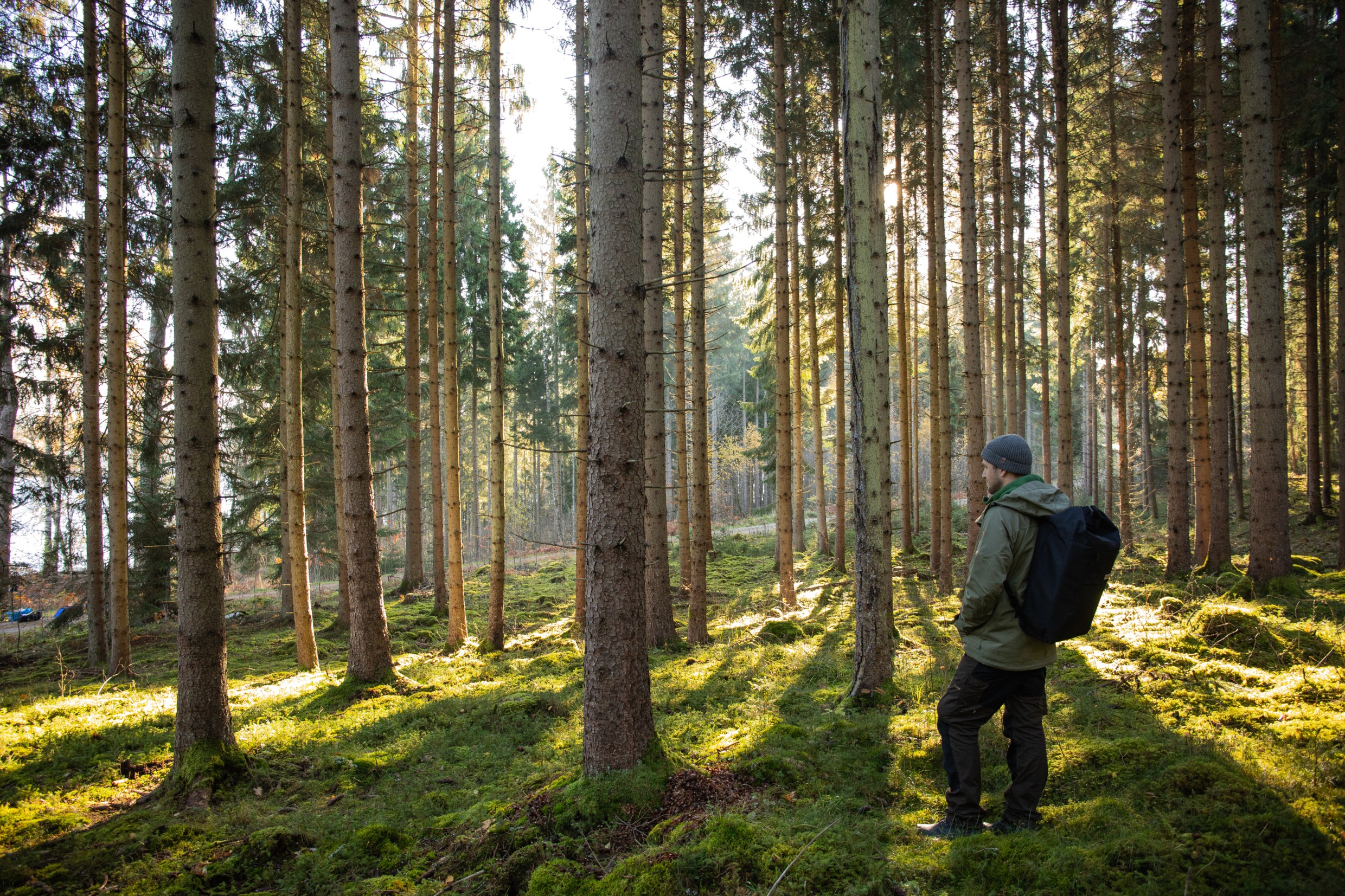 The sun shine through the trees in a pine forest and there is a man with a backpack.