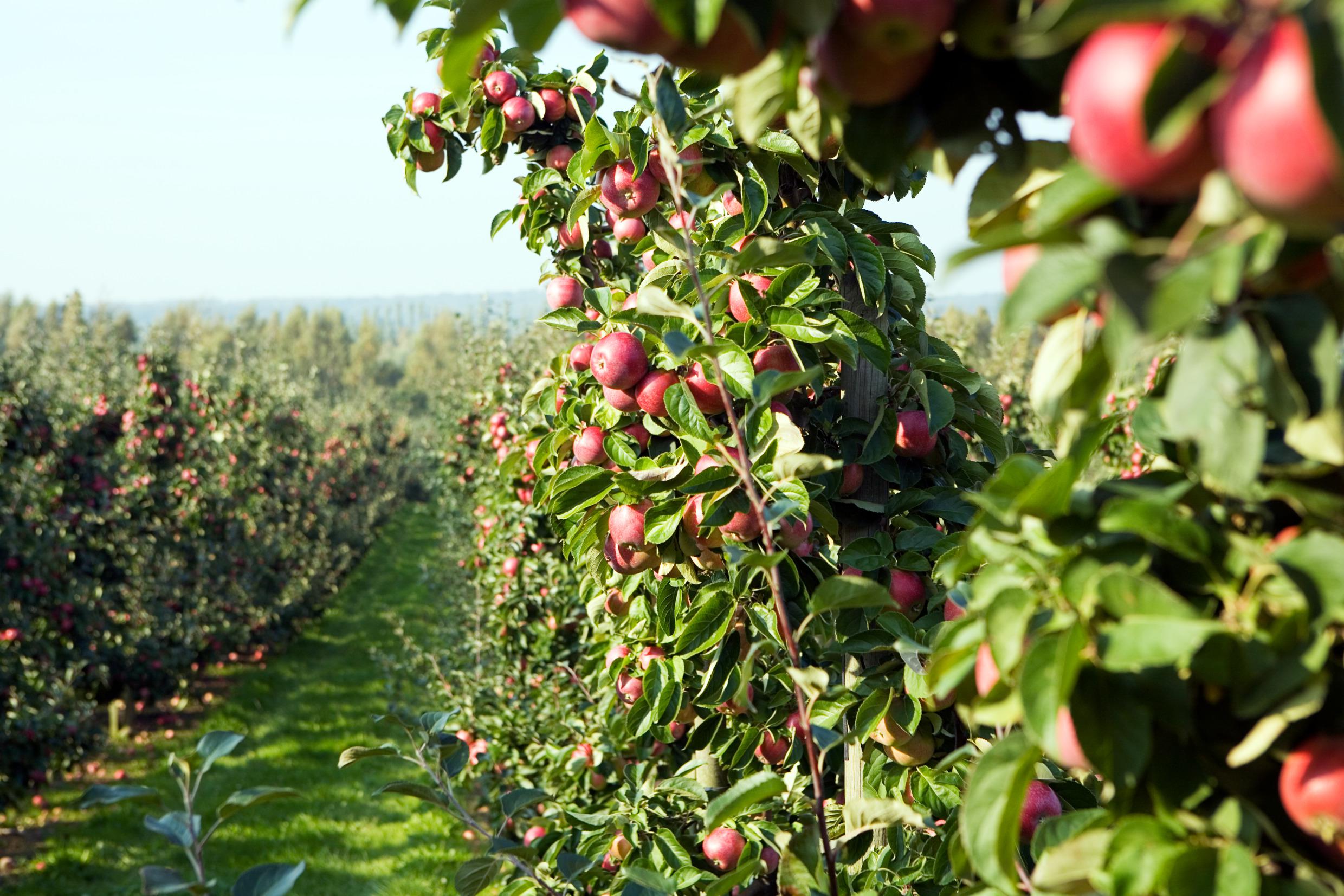 Een rij appelbomen