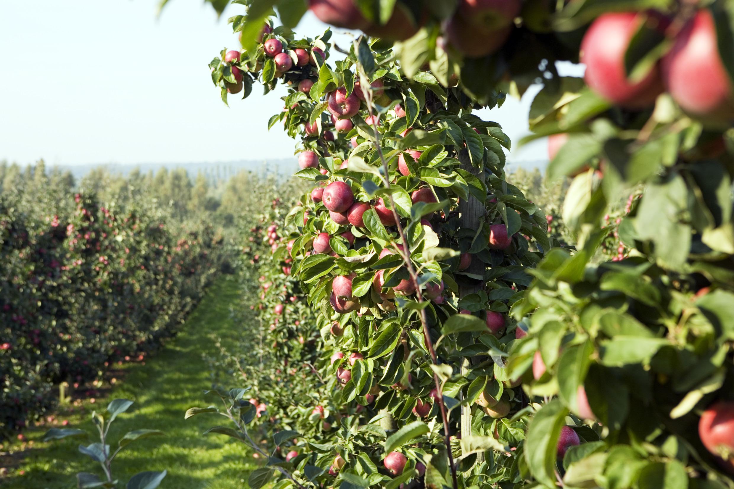 Ferme de fruits et légumes