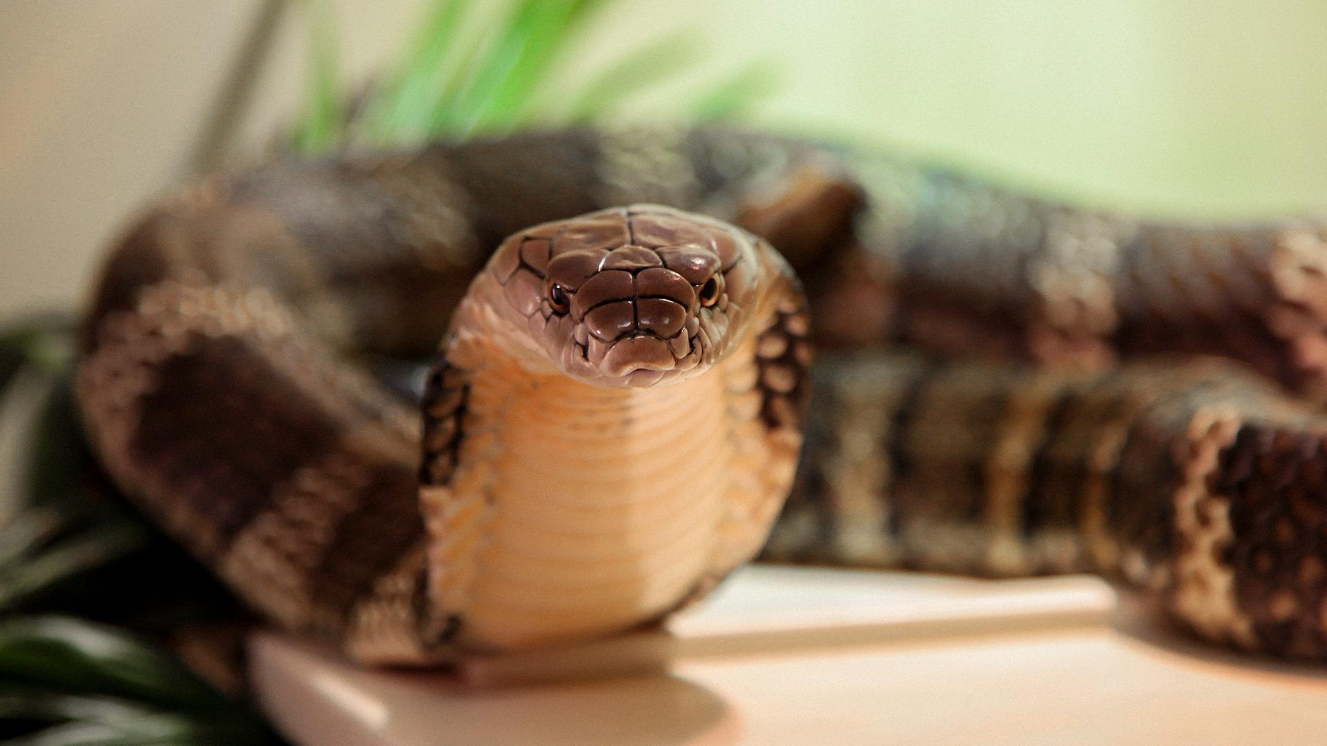 Snake at Universeum Science Centre, Gothenburg