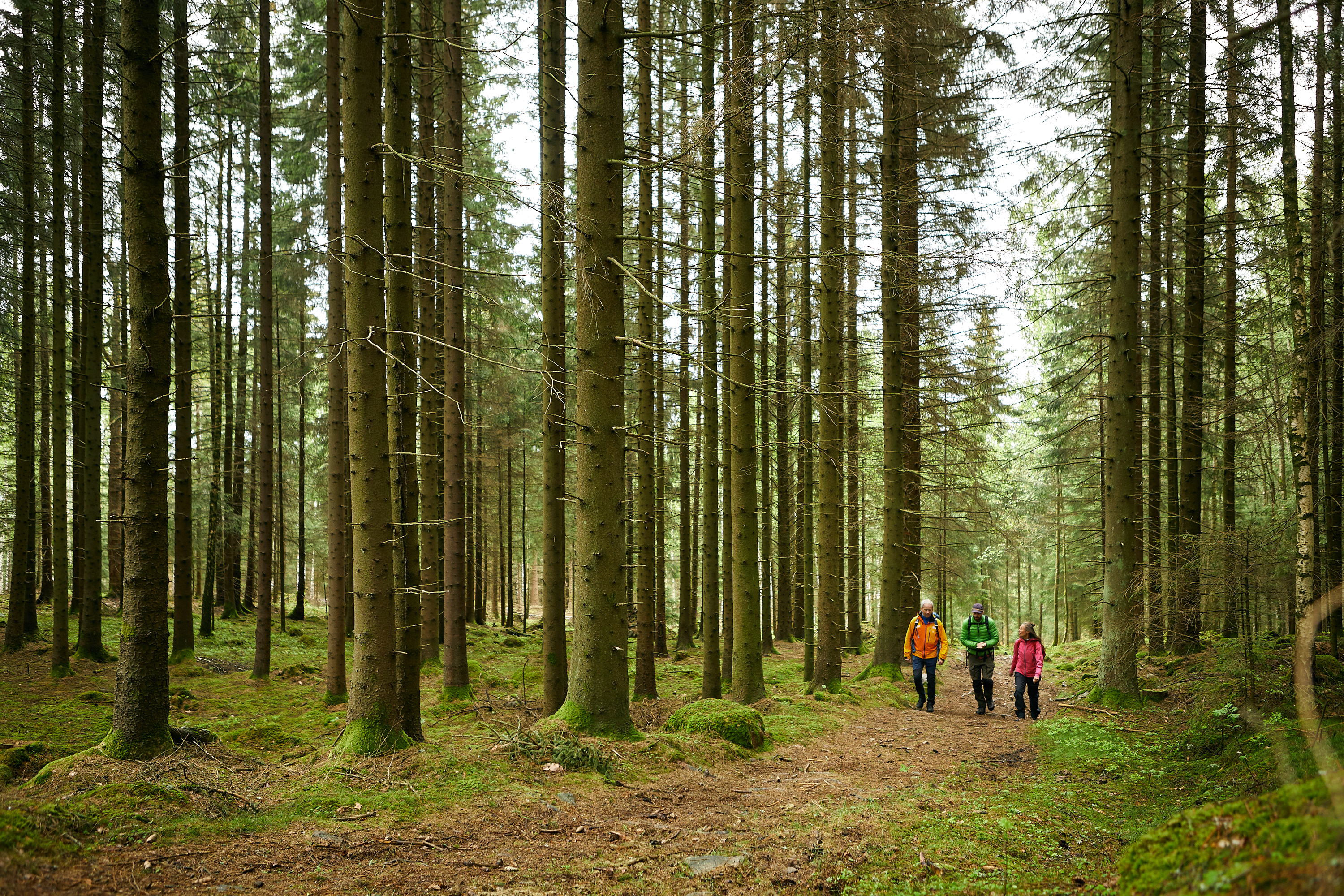 Three people hiking on a forest path surrounded by tall trees on Gotaleden Trail.